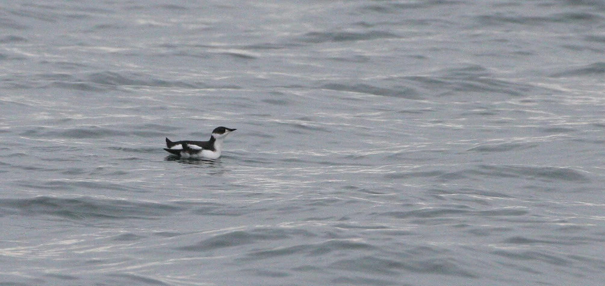 Brachyramphus marmoratus - MARBLED MURRELET - STRAIT OF JUAN DE FUCA U (26).jpg