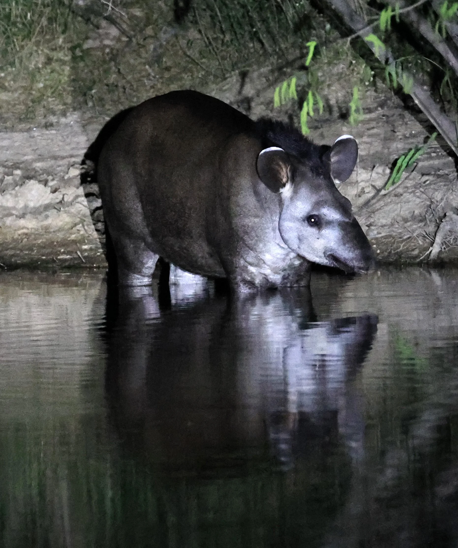 South American Tapir (Tapirus terrestris) Hotel Campestre Iparoma Paraguay  (47).jpg
