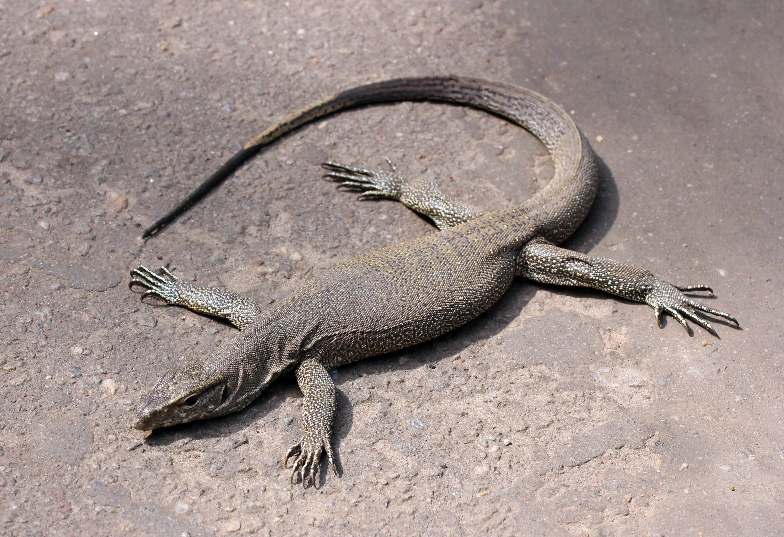 Varanus bengalensis - BENGAL MONITOR LIZARD - SIGIRIYA FOREST AND FORTRESS AREA SRI LANKA - PHOTO BY SOM SMITH (21).JPG