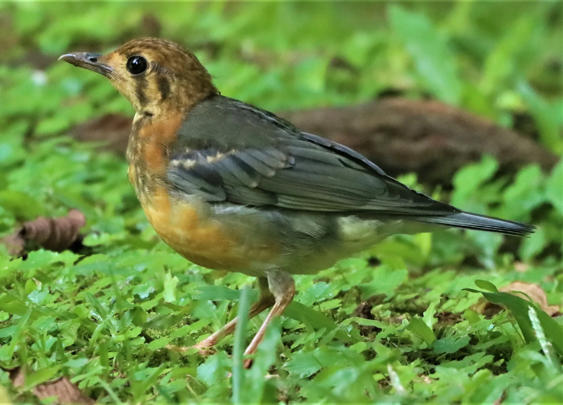 Orange-headed Thrush (Zoothera citrina) Doi Ang Kang Chiang Mai (12).jpg