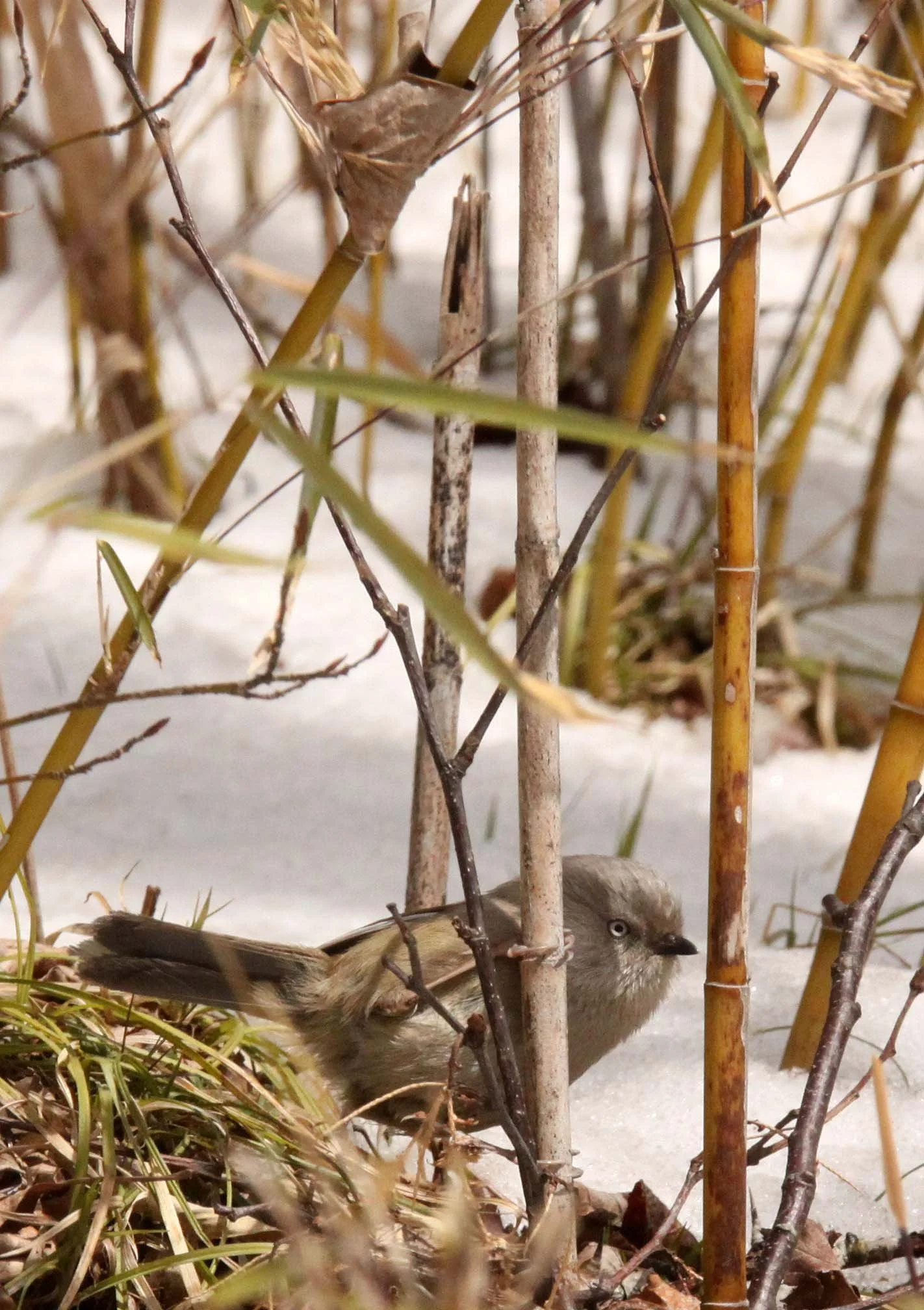 BIRD - FULVETTA - STREAK-THROATED FULVETTA - FOPING NATURE RESERVE - SHAANXI PROVINCE CHINA (1).JPG