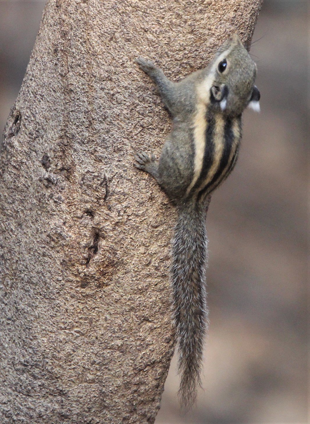 Tamiops mcclellandii - WESTERN STIPED SQUIRREL - LUNG SIN HIDE, KAENG KRACHAN (13).jpg