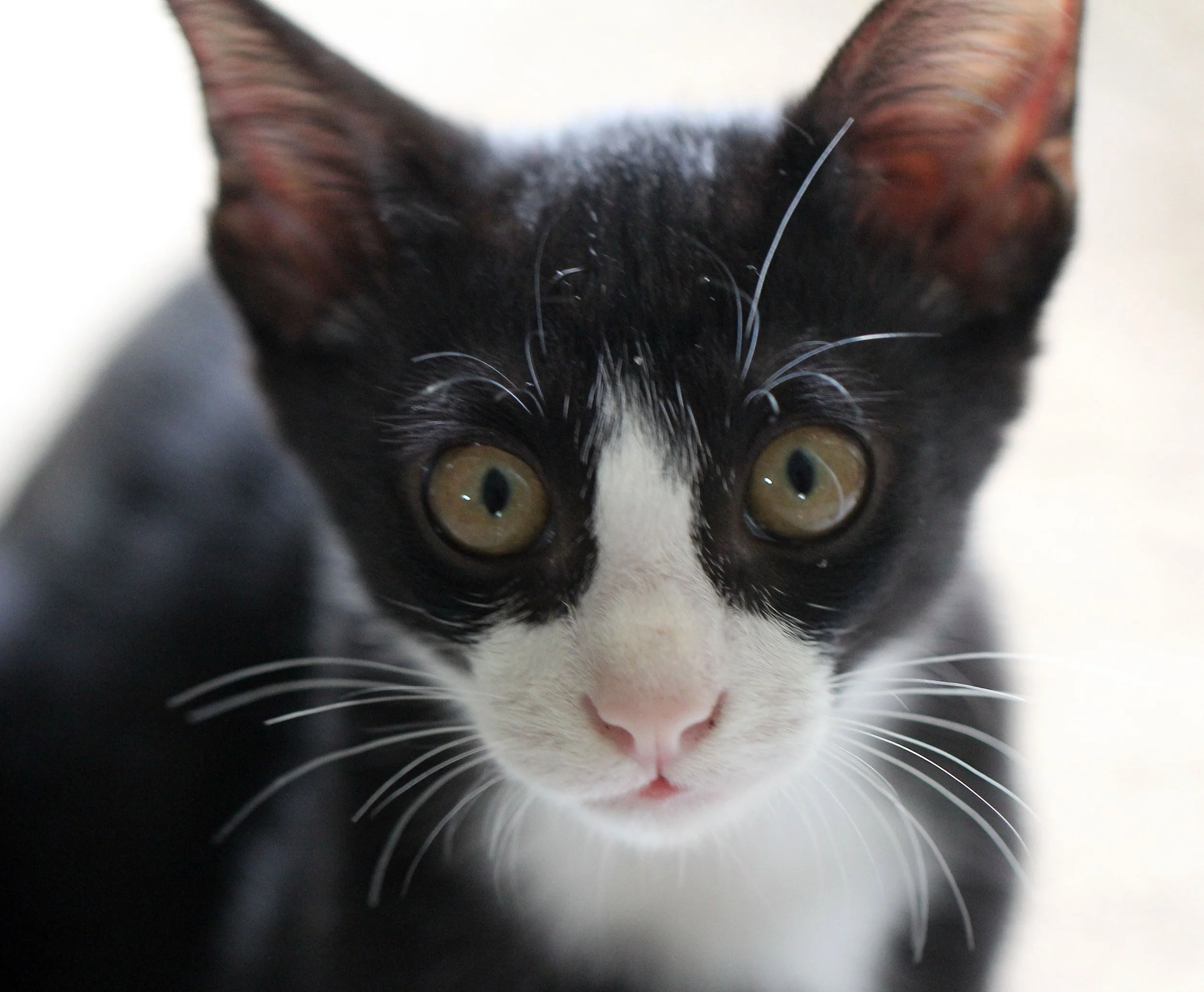 2015 Cats - Ukura & Jean Luc (9).JPG