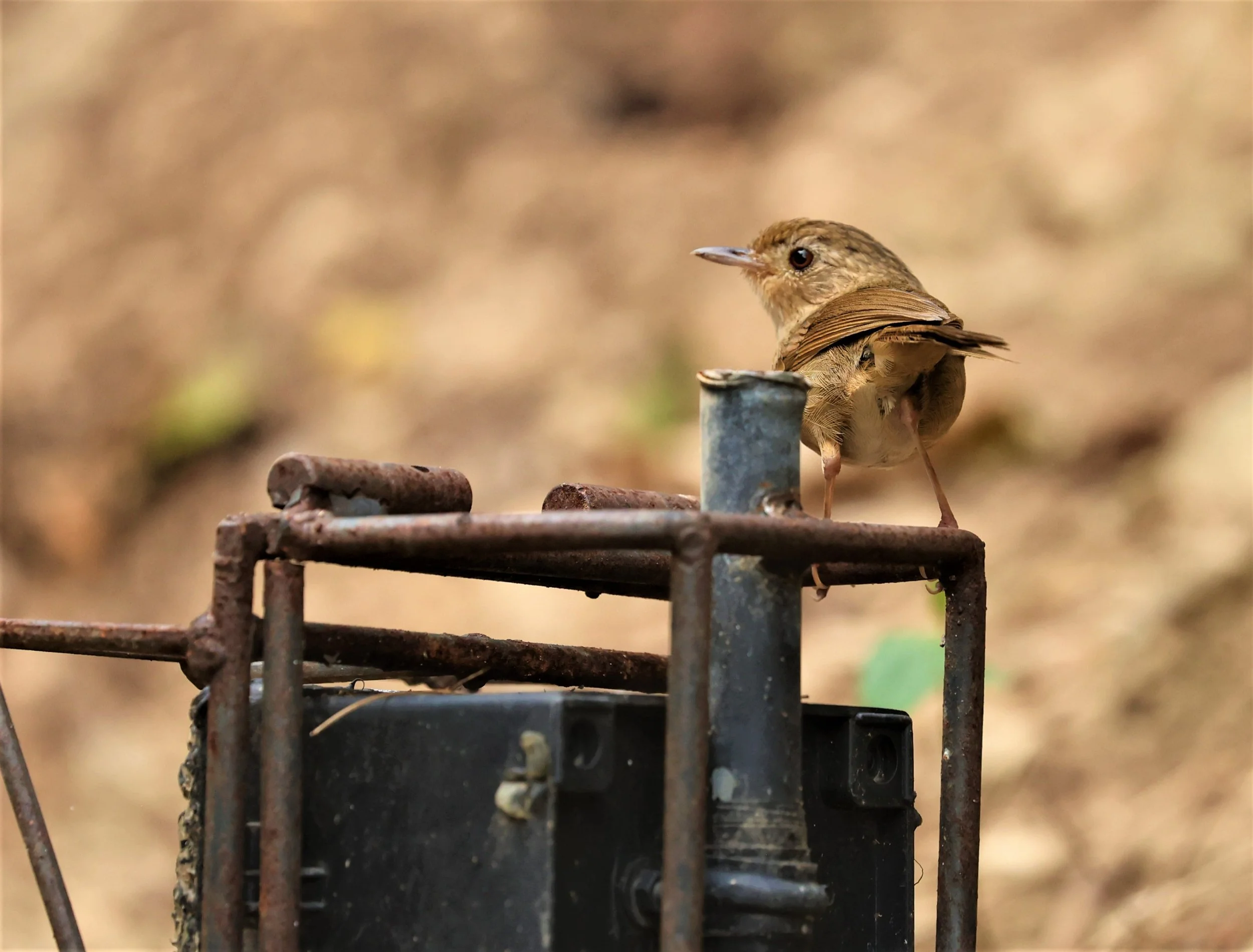 BABBLER - BUFF-BREASTED BABBLER - Pellorneum tickelli - SRI SATCHANALAI NP MANAO WATERHOLE MAY 1 2022 (12).jpg