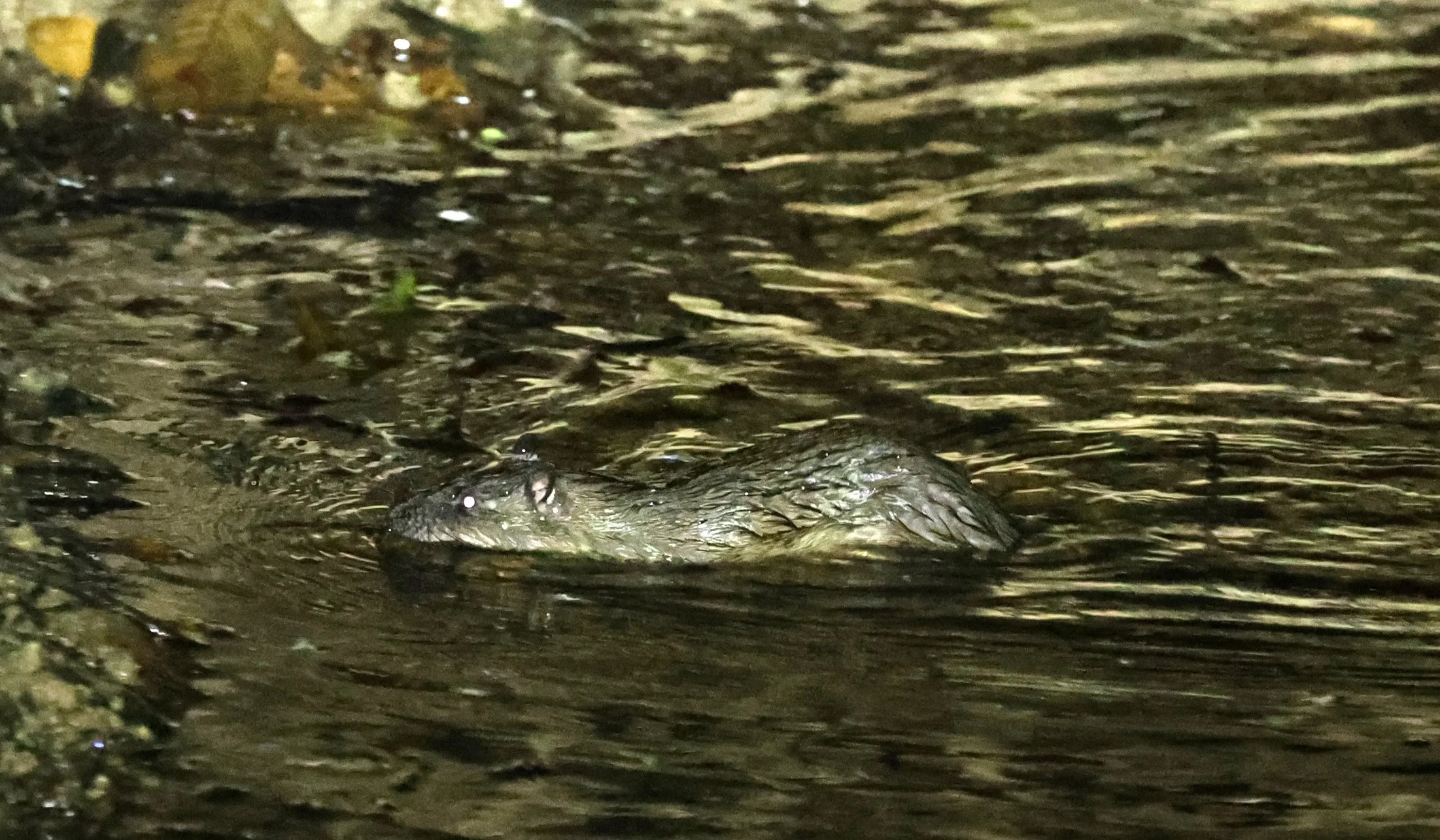 Rakali (Hydromys chrysogaster) Kingfisher Park Birdwatchers Lodge - Queensland