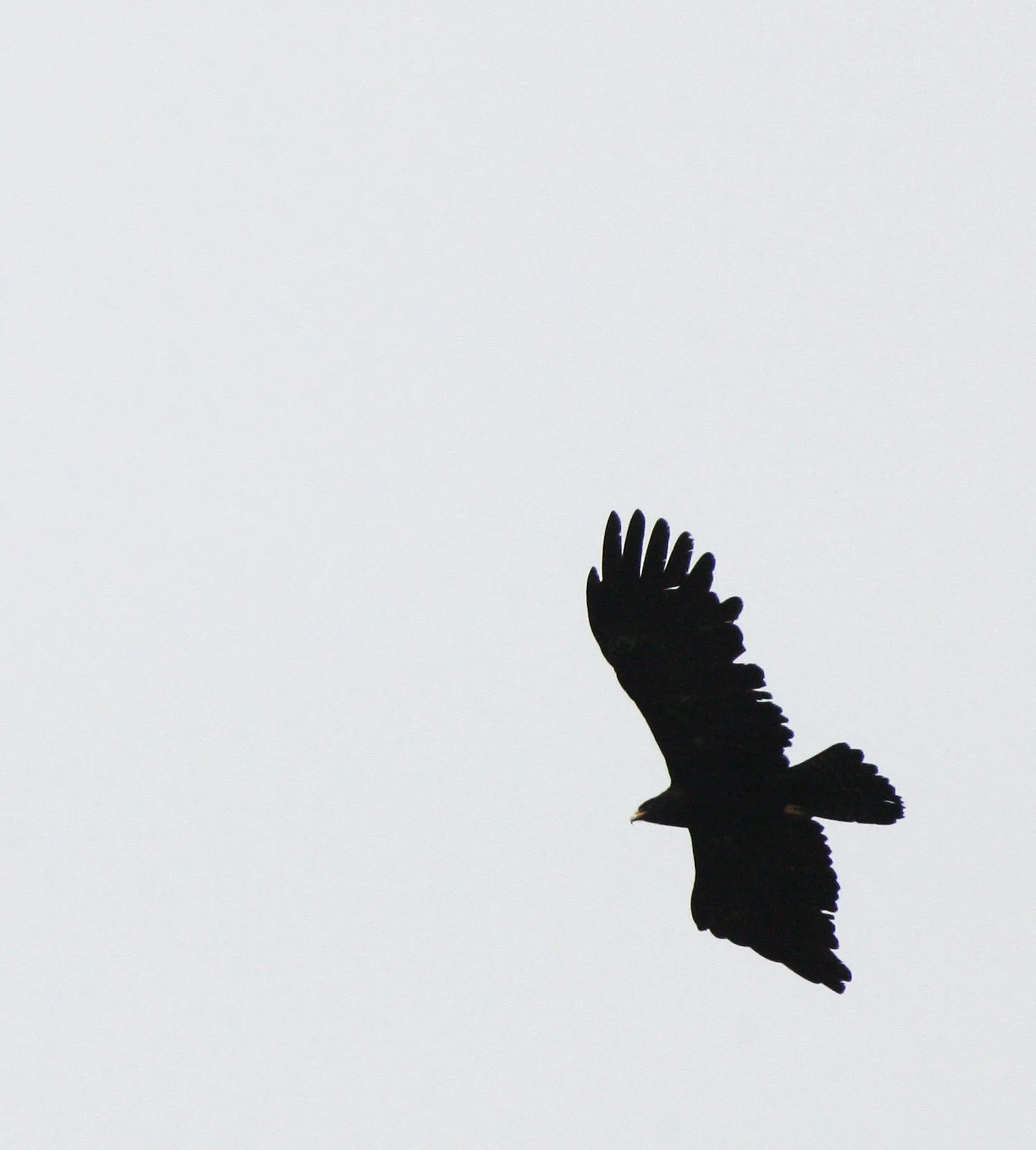 Ictinaetus malaiensis - BLACK EAGLE - KAENG KRACHAN THAILAND (4).JPG