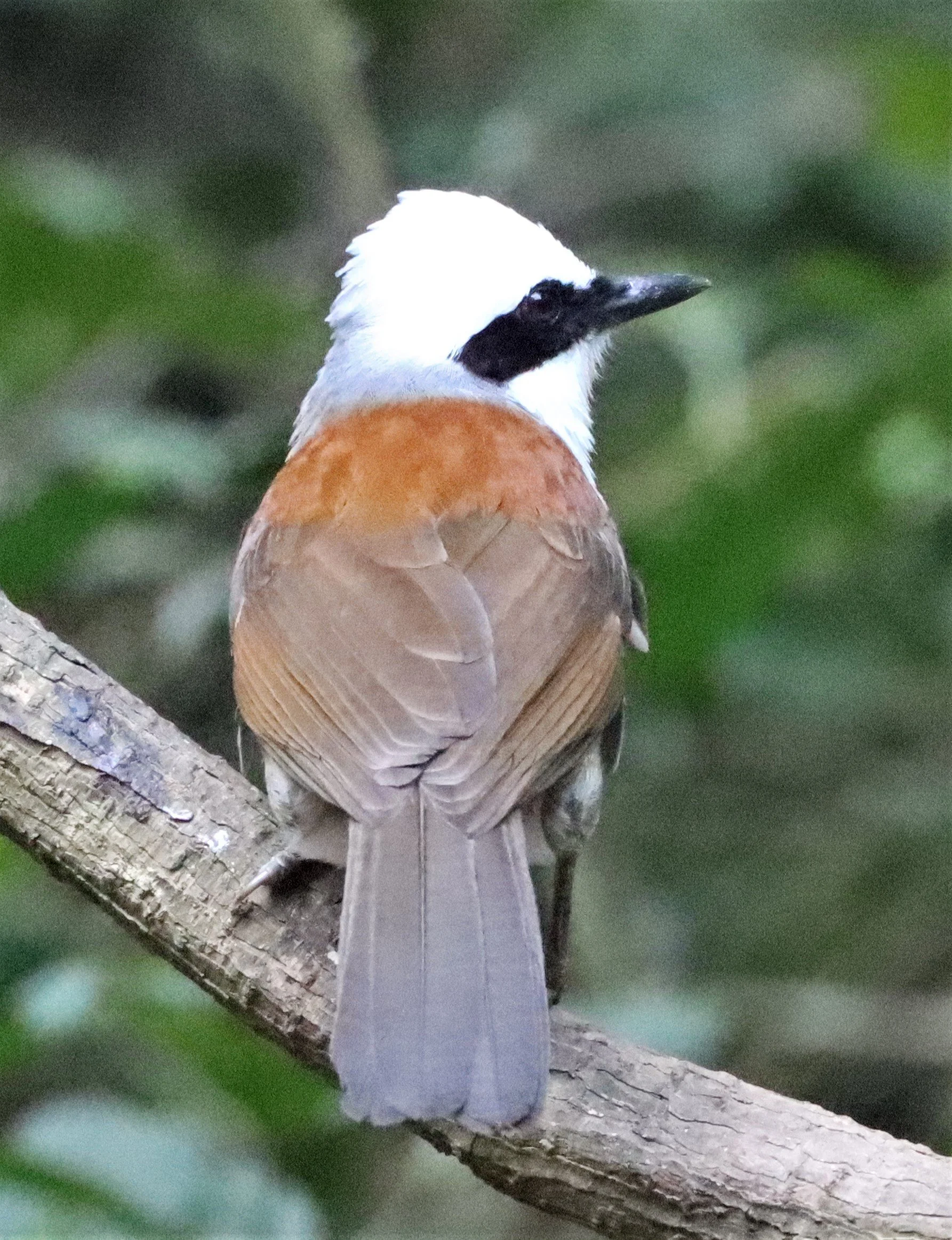 LAUGHINGTHRUSH - WHITE-CRESTED LAUGHINGTHRUSH - Garrulax leucolophus - KAENG KRACHAN THAILAND NEUNG HIDE (3).jpg