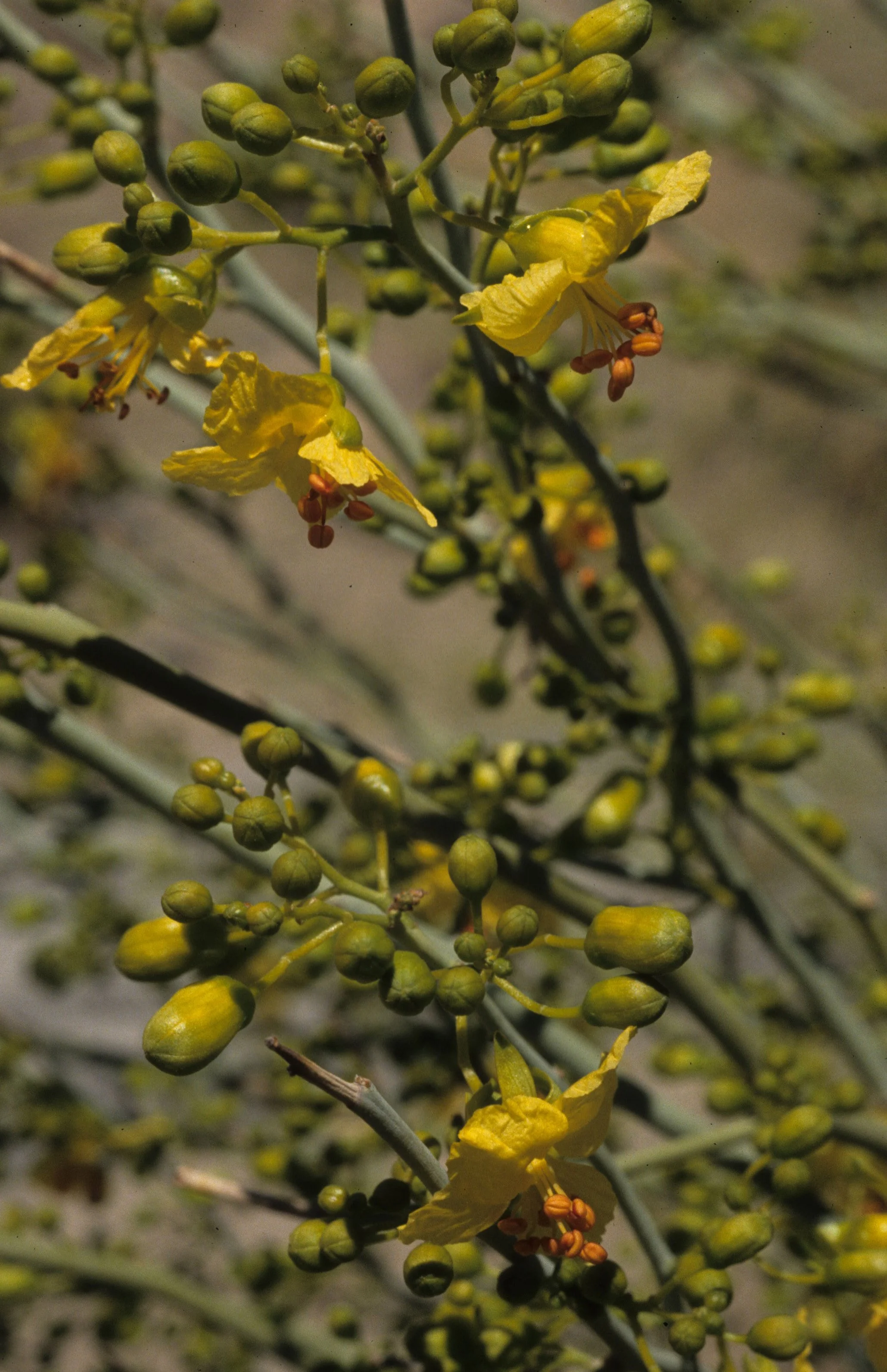 ANZA BORREGO - LEGUMINOSEAE - CERCIDIUM FLORIDUM C.jpg