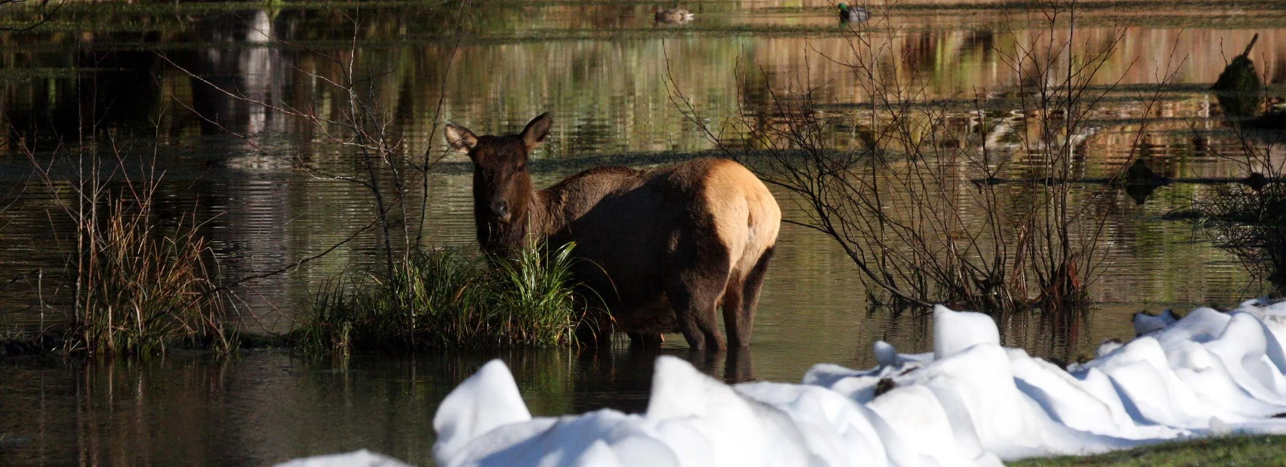 CERVID - ELK- ROOSEVELT ELK - HOH RAINFOREST WA (23).JPG