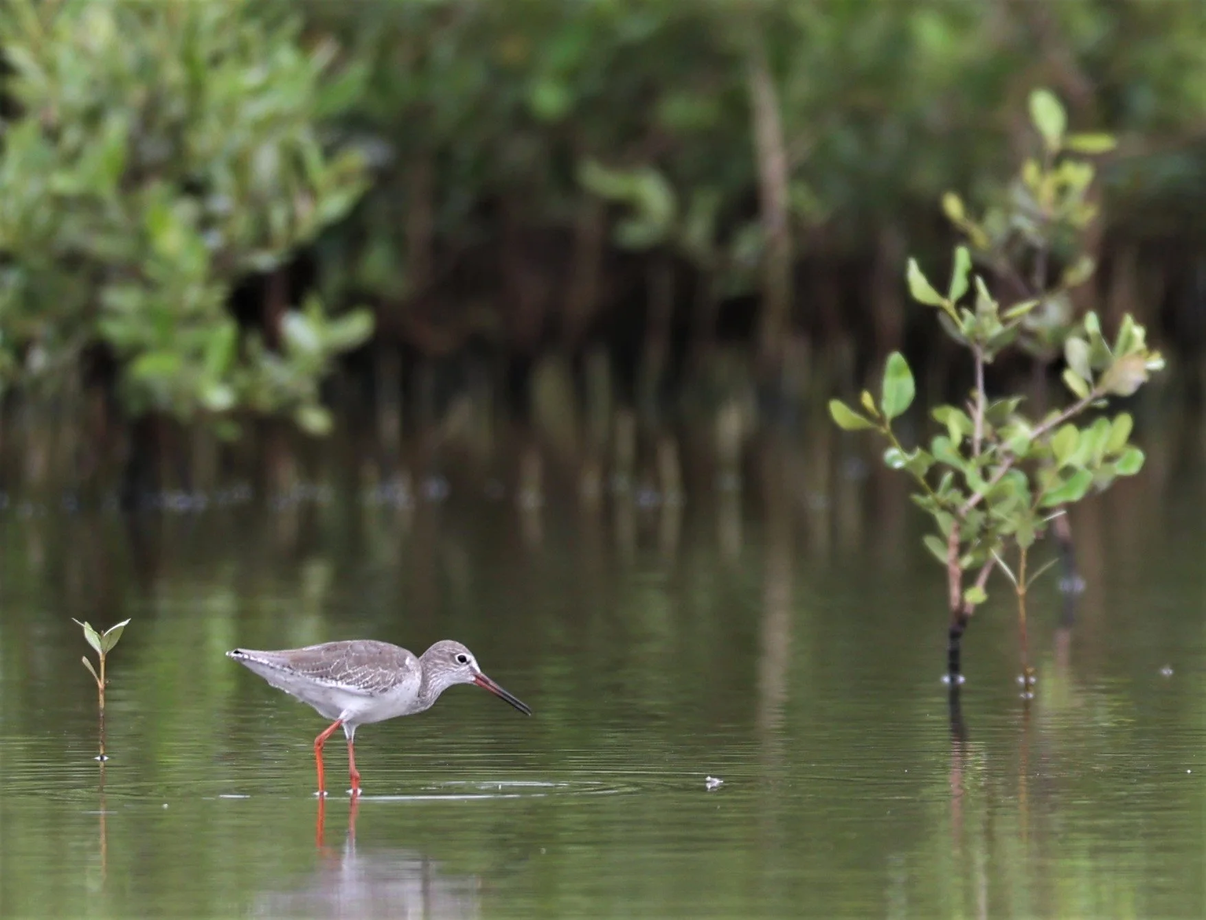 REDSHANK - COMMON REDSHANK - Tringa totanus - BANG PAKONG SALT PANS CHACHOENGSAO WEST OF RIVER (2).jpg