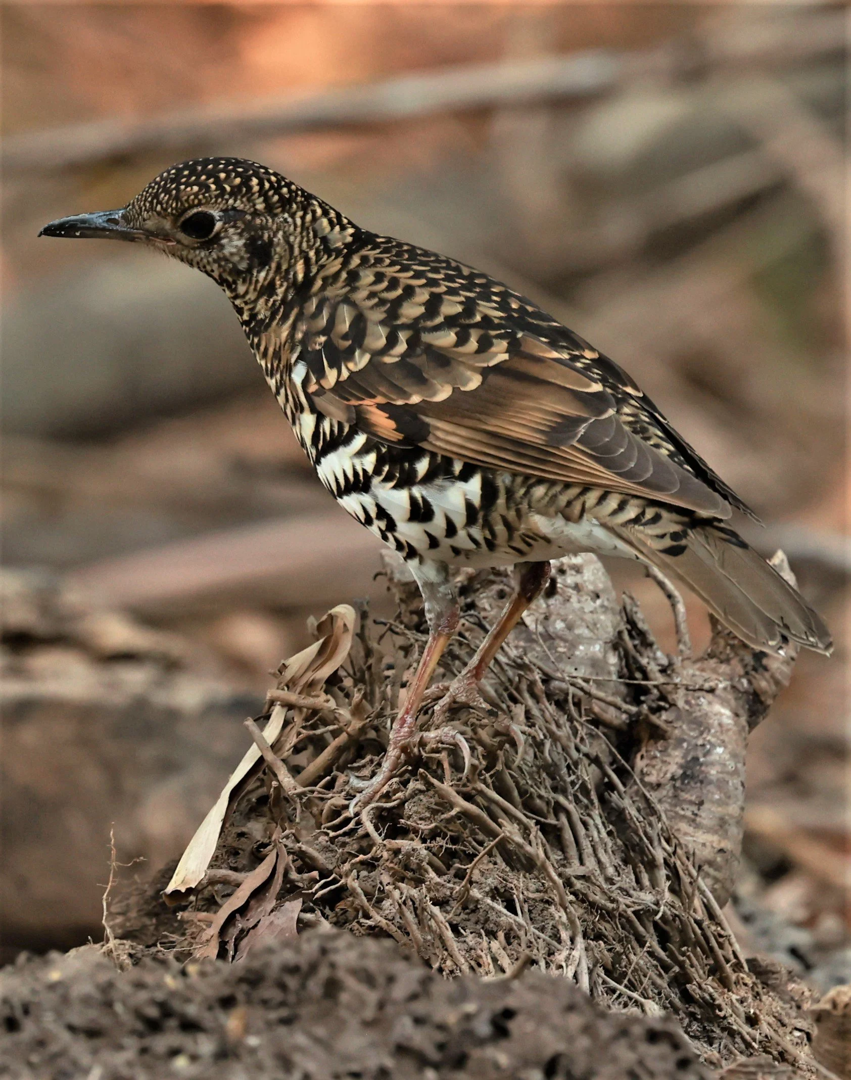 White's Thrush (Zoothera aurea) Putthamonthon Park Nakhon Pathom Thailand (86).jpg