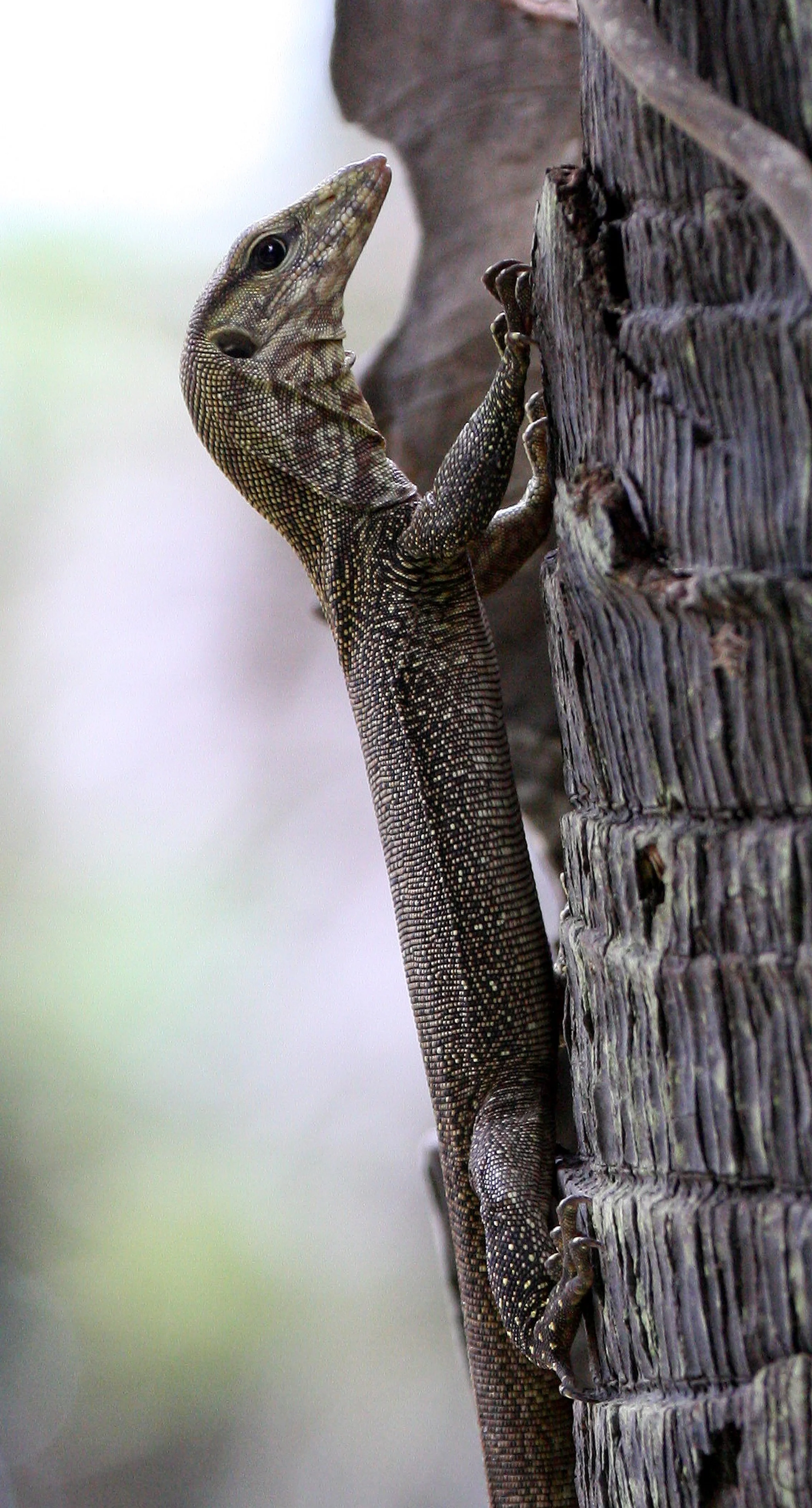 2016 Koh Lanta TheOtherSideVillas - Nature at our Home (133).JPG