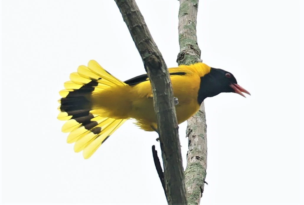 Black-hooded Oriole (Oriolus xanthornus) Baan Maka Nature Resort Petchaburi Thailand (19).jpg