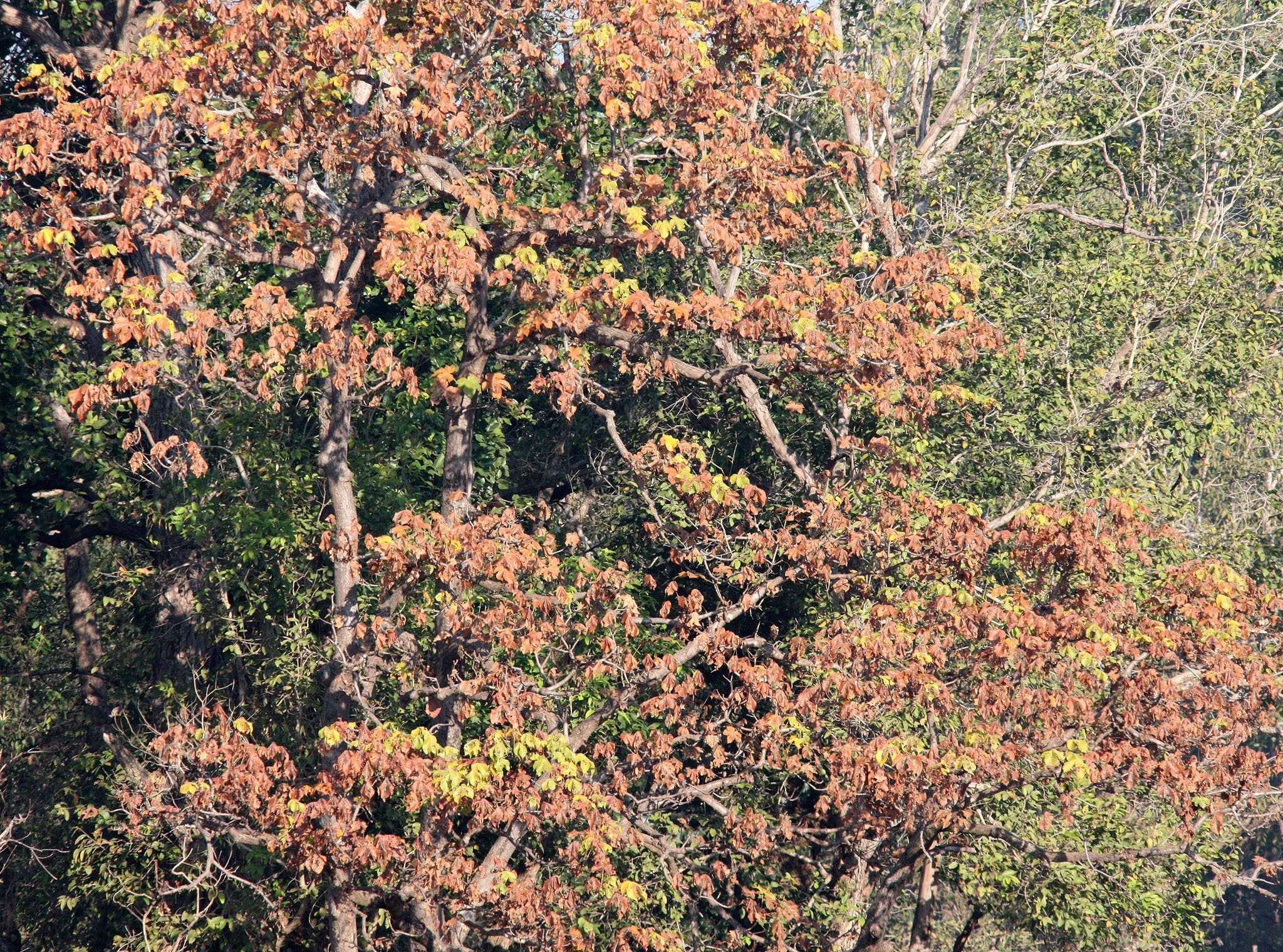 MADHYA PRADESH - KANHA NATIONAL PARK MADHYA PRADESH INDIA (25).JPG