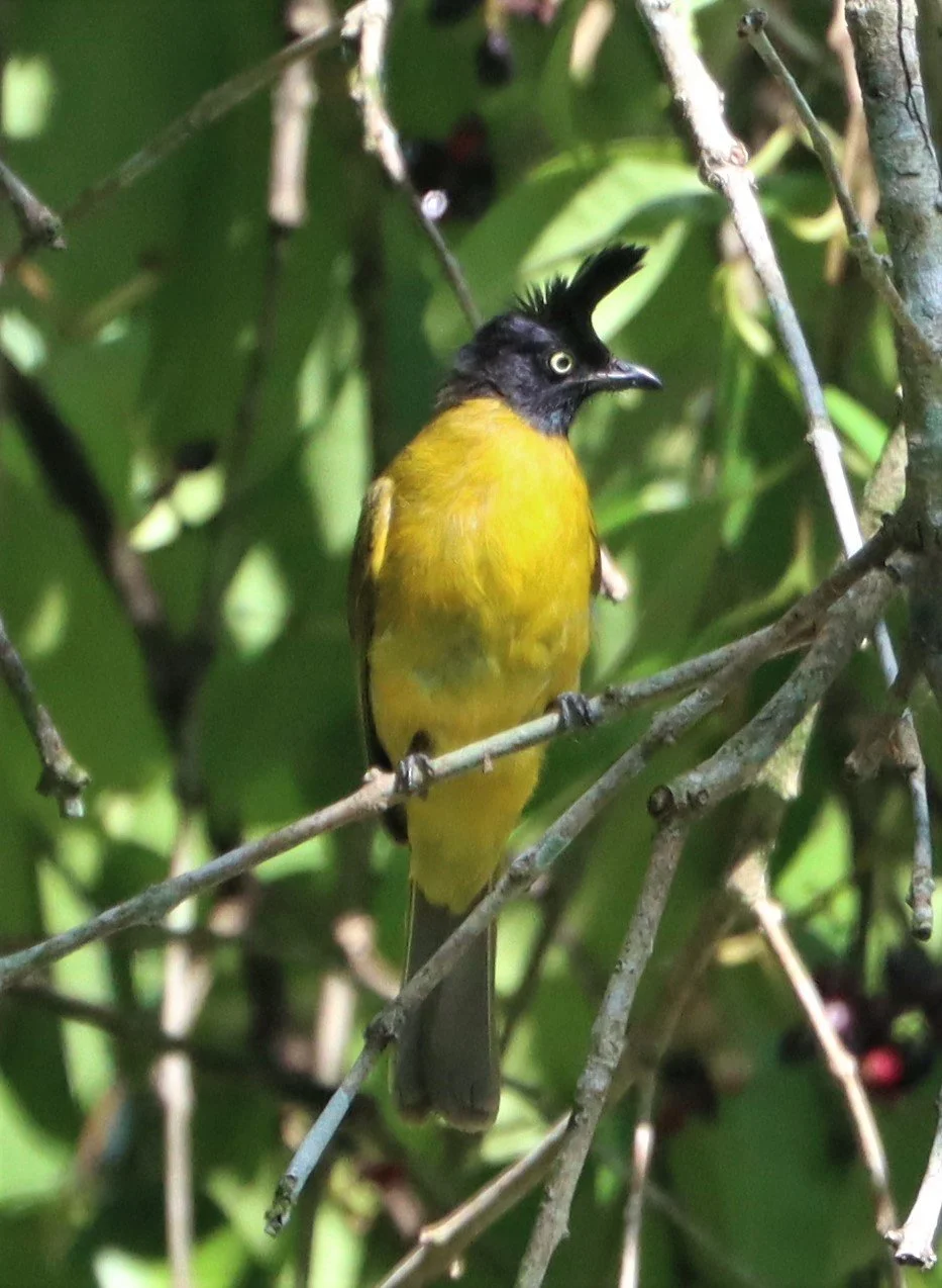 BULBUL - BLACK-CRESTED BULBUL - Pycnonotus melanicterus - KAENG KRACHAN NP THAILAND (44).jpg