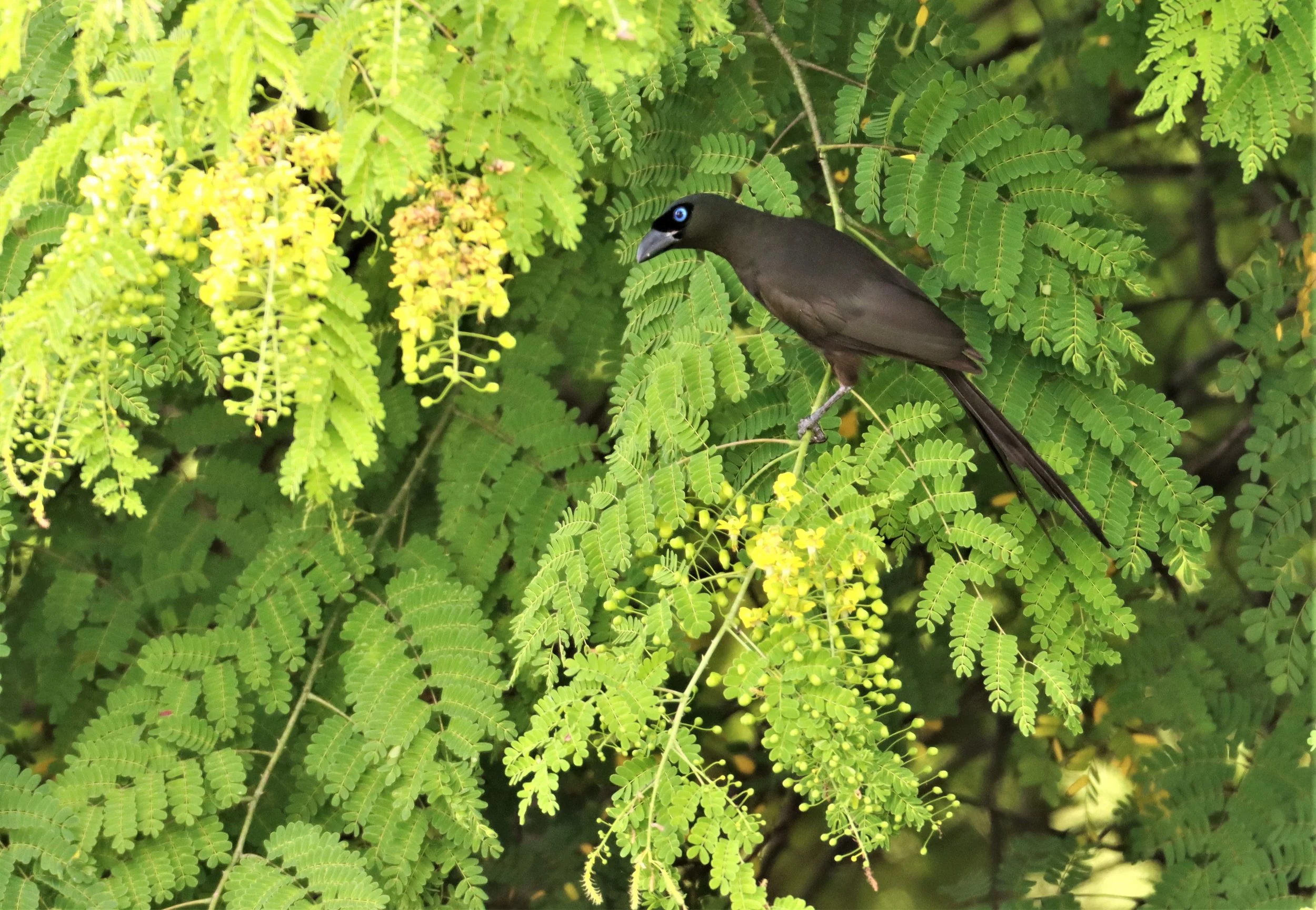 TREEPIE - RACKET-TAILED TREEPIE -Crypsirina temia - PU PLU SCRUBLANDS, NONG YA PLONG PETCHABURI (14).jpg