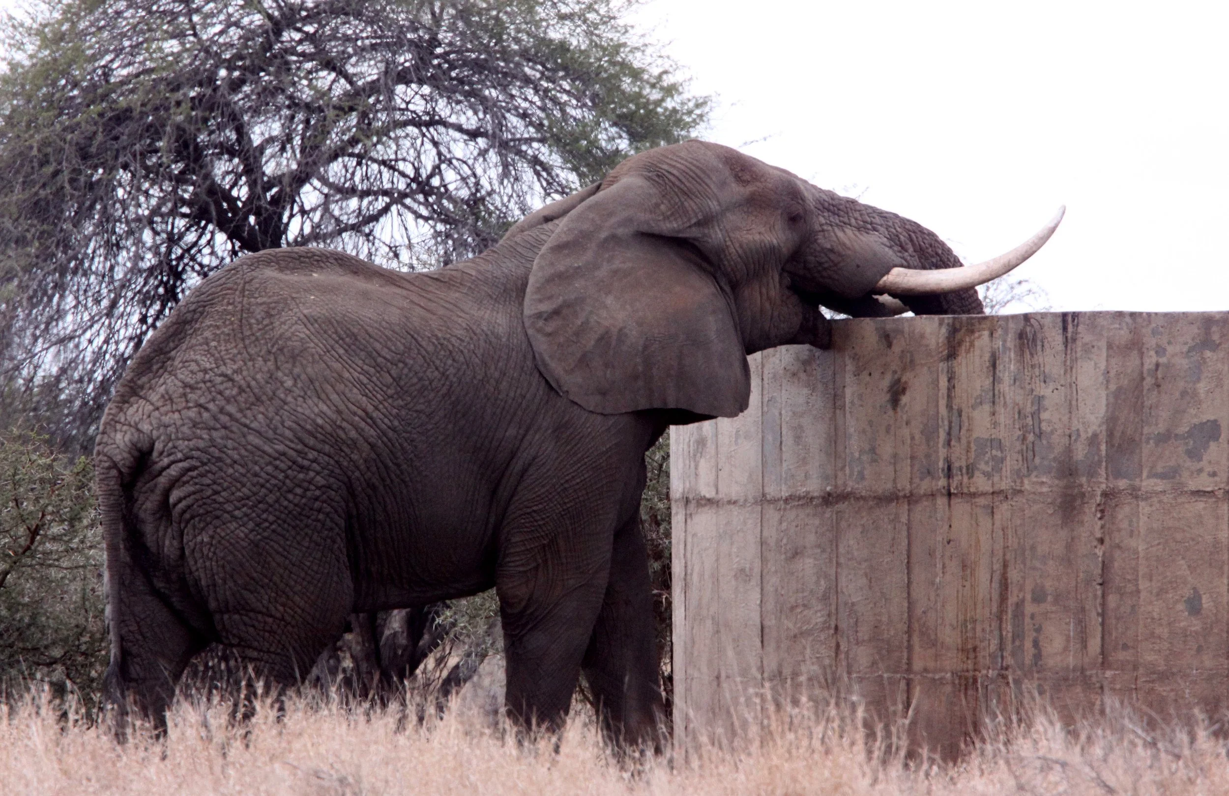 ELEPHANT - AFRICAN ELEPHANT - SIPPING AT THE HOLE - KRUGER NATIONAL PARK SOUTH AFRICA (2).JPG