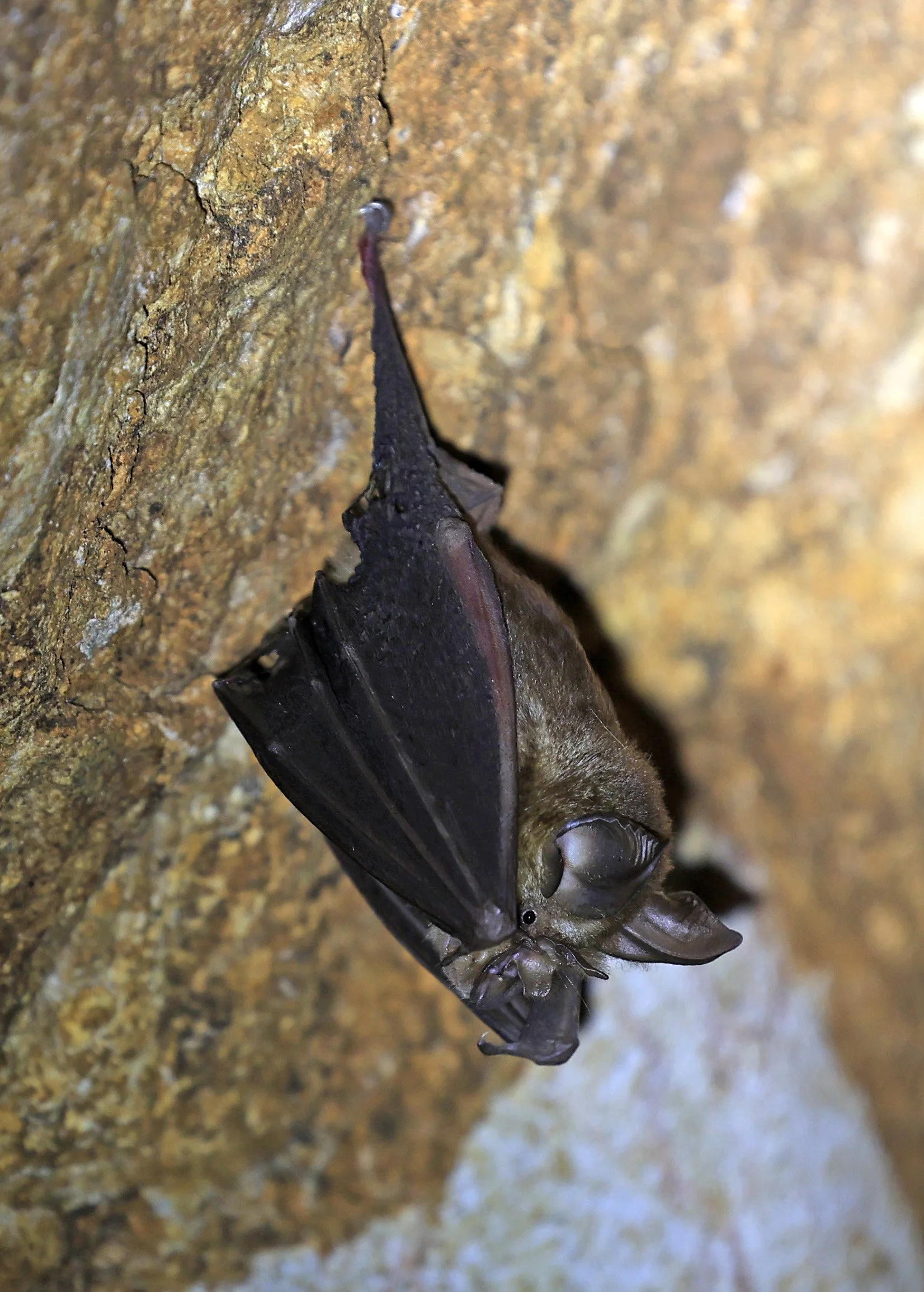 Shamel’s Horseshoe Bat (Rhinolophus shameli) Wat Tham Sila Thong Temple Pak Chong Thailand near Khao Yai (20).jpg