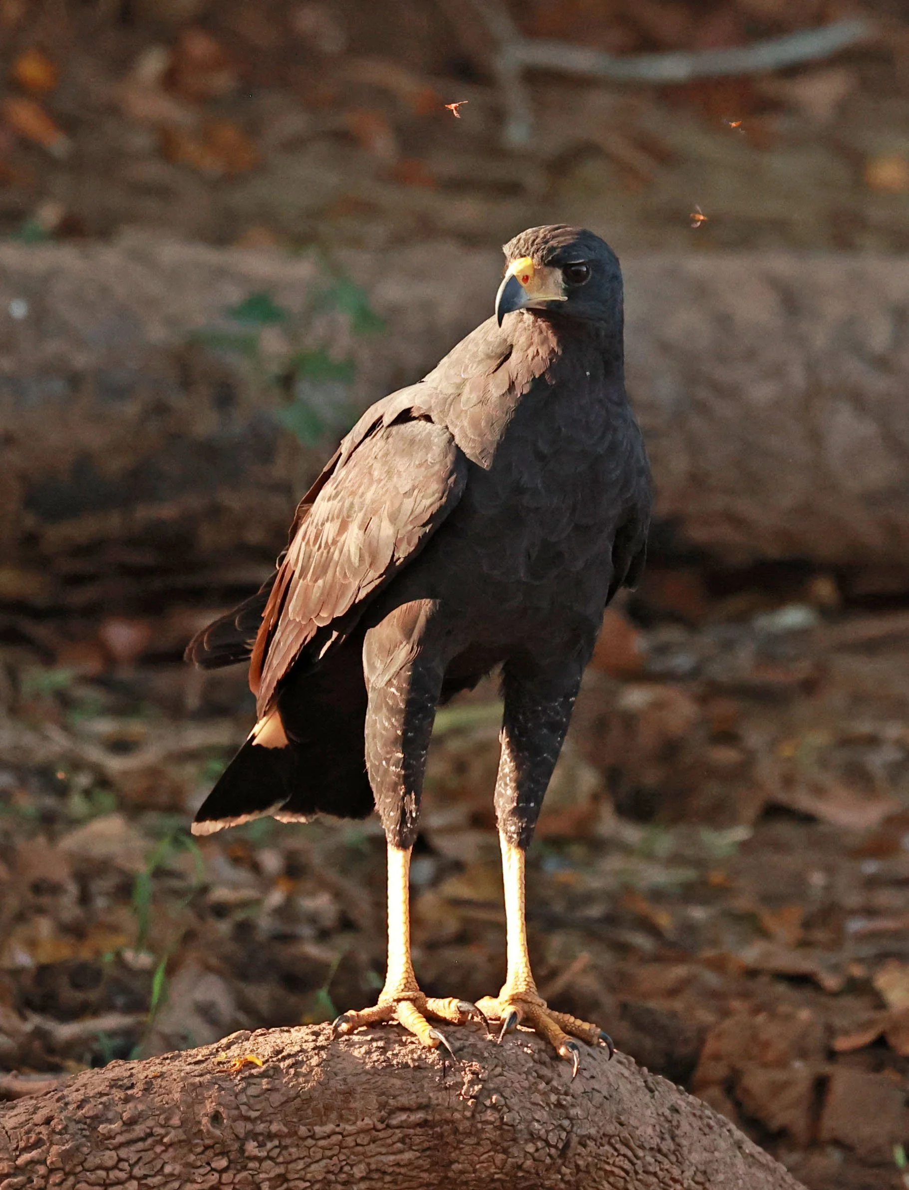 Hawk - Great Black Hawk - Buteogallus urubitinga - Pantanal, Encontro das Águas State Park, Porto Jofre, Cuiaba River, Brazil (21).jpg