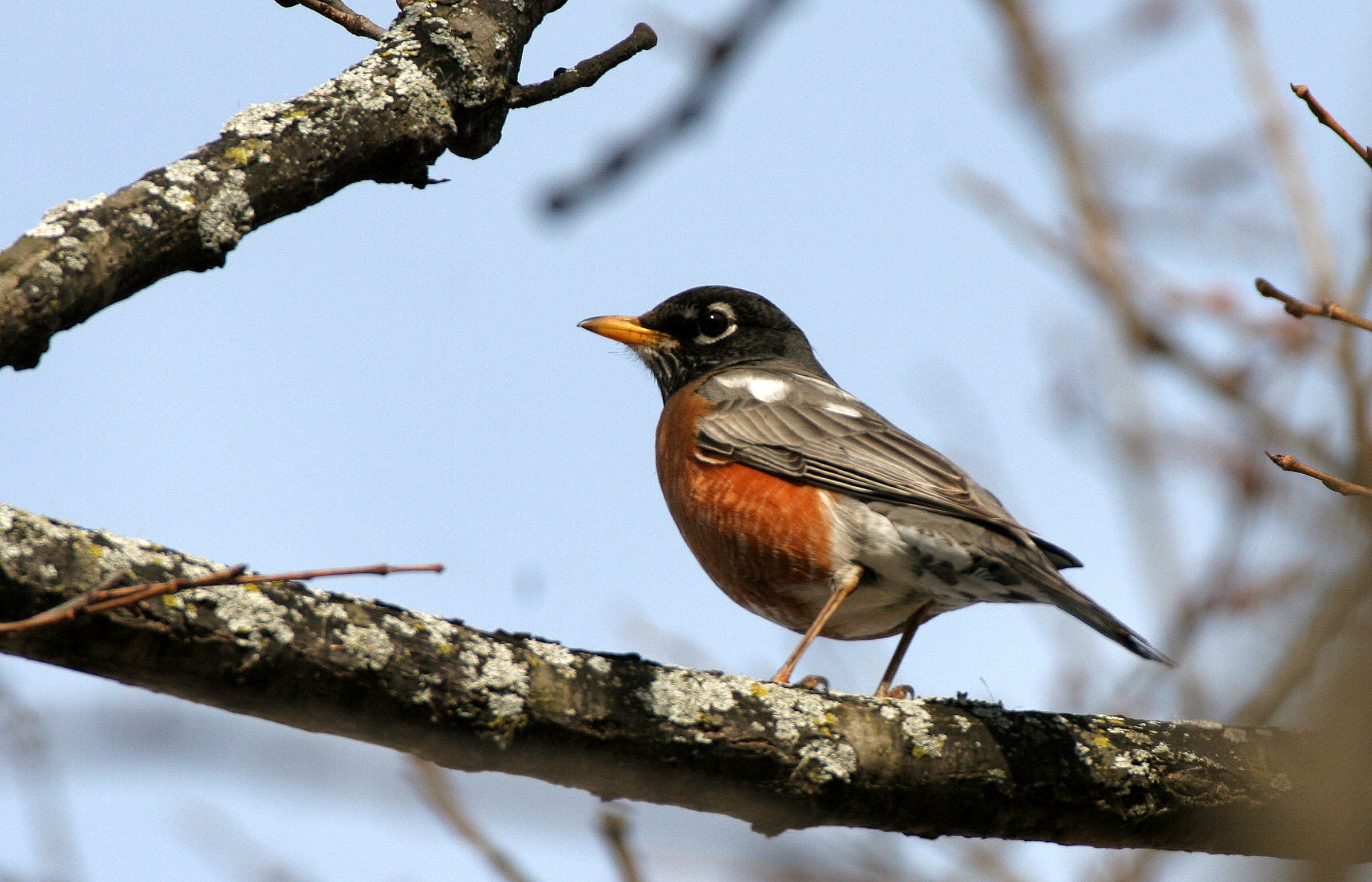 American Robin (Turdus migratorius) Lincoln Marsh Wheaton Illinois (5).JPG