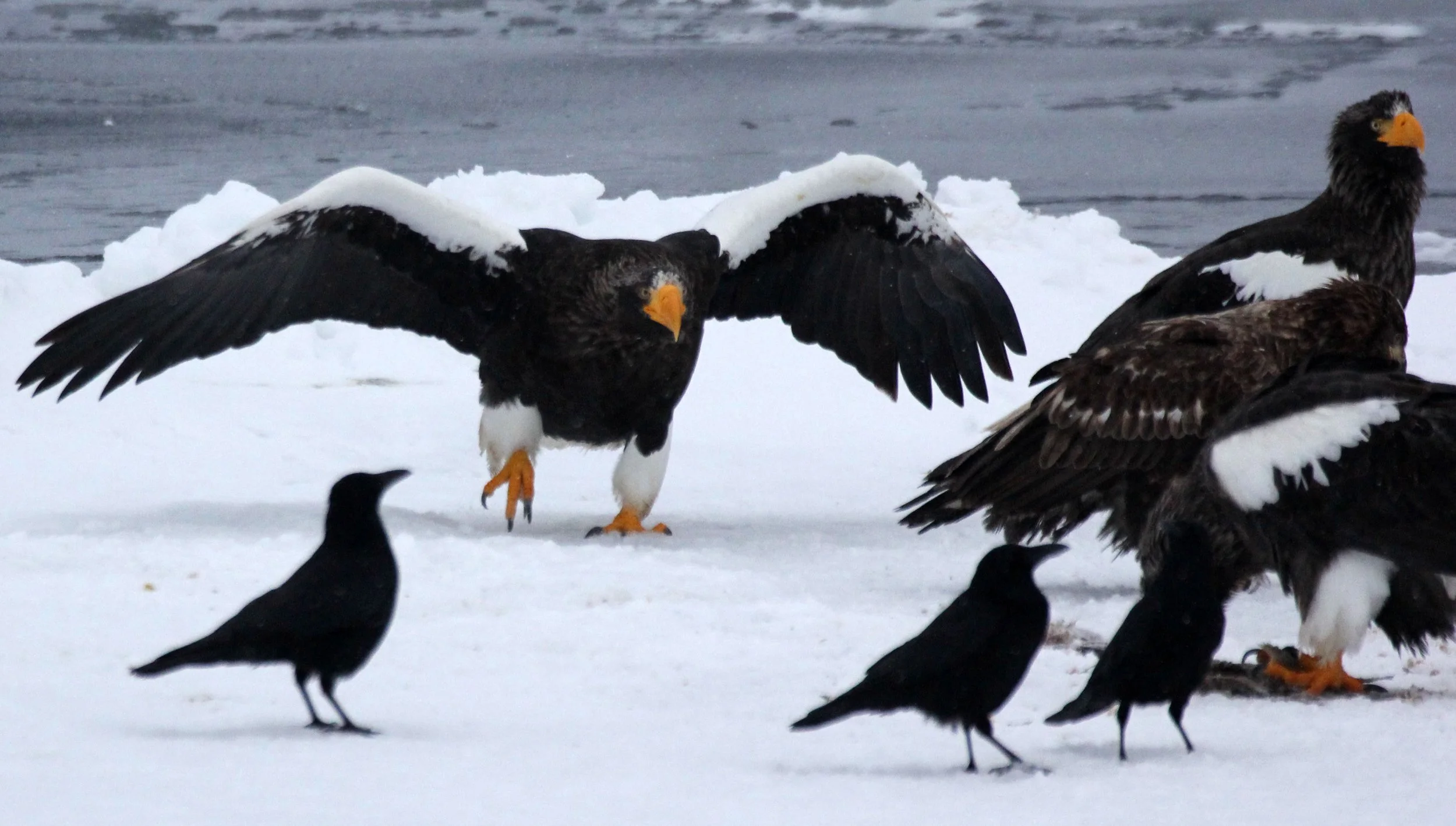 Haliaeetus pelagicus - STELLER'S SEA EAGLE - RAUSU, SHIRETOKO PENINSULA, HOKKAIDO JAPAN (41).JPG