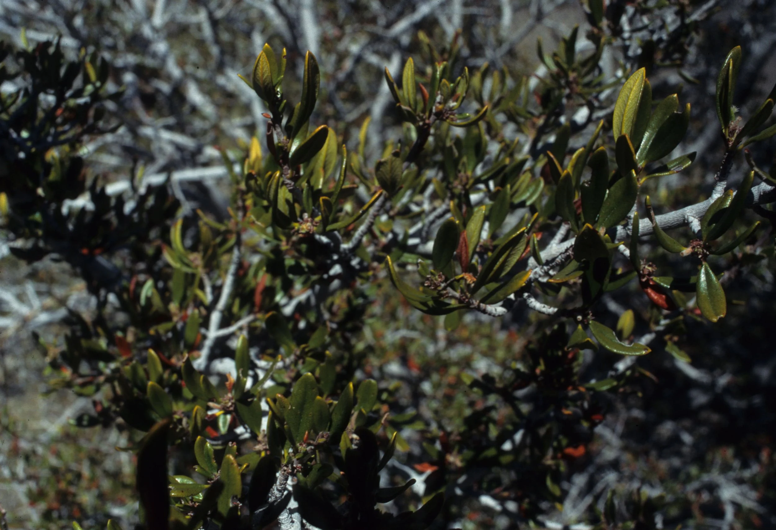 DEATH VALLEY - CEROCARPUS LEDIFOLIUS - CURLLEAF MOUNTAIN MAHOGANY.jpg