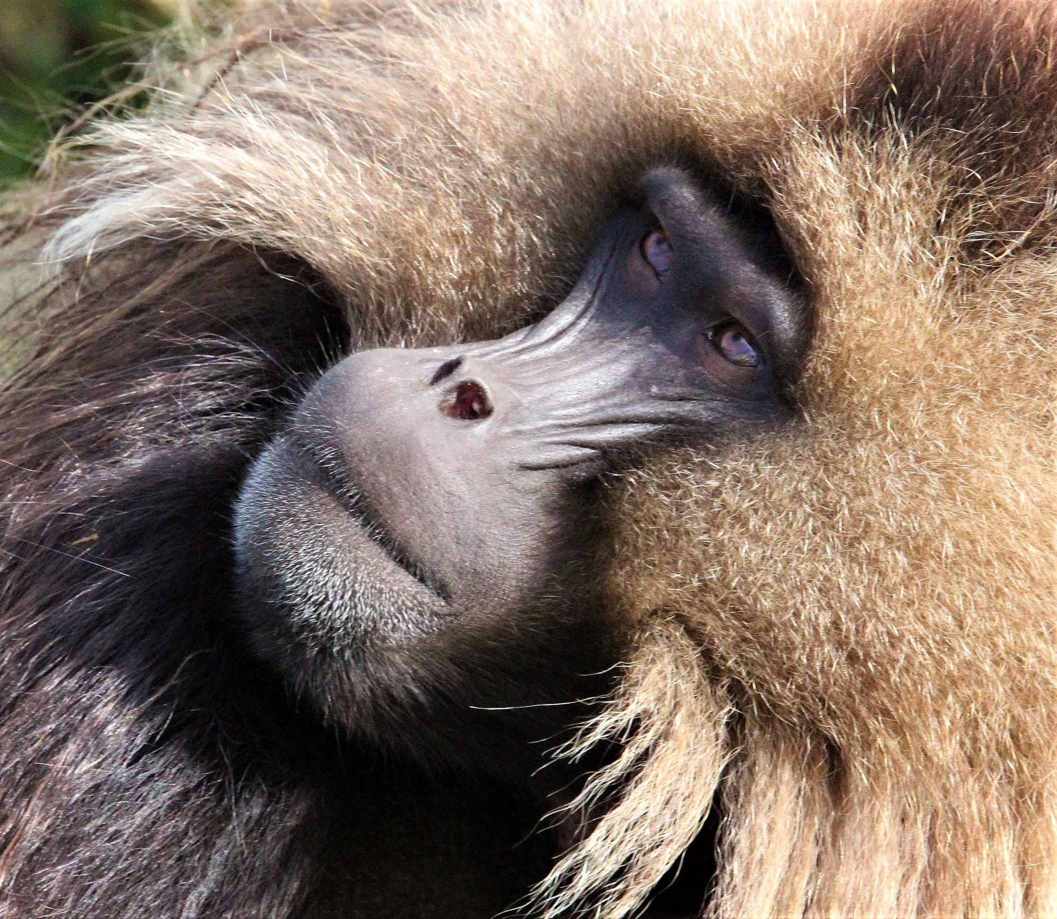 CERCOPITHECIDAE - Theropithecus gelada - GELADA - SIMIEN MOUNTAINS NATIONAL PARK ETHIOPIA aa659.jpg
