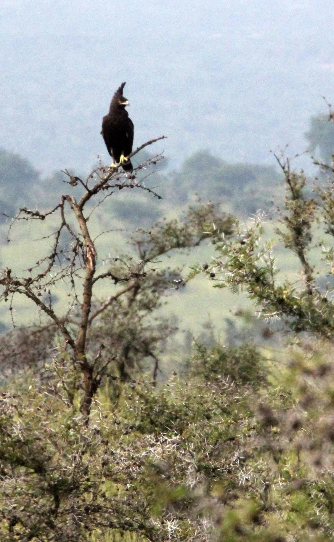 Lophaetus occipitalis - LONG-CRESTED EAGLE - MURCHISON FALLS NATIONAL PARK UGANDA (1).JPG