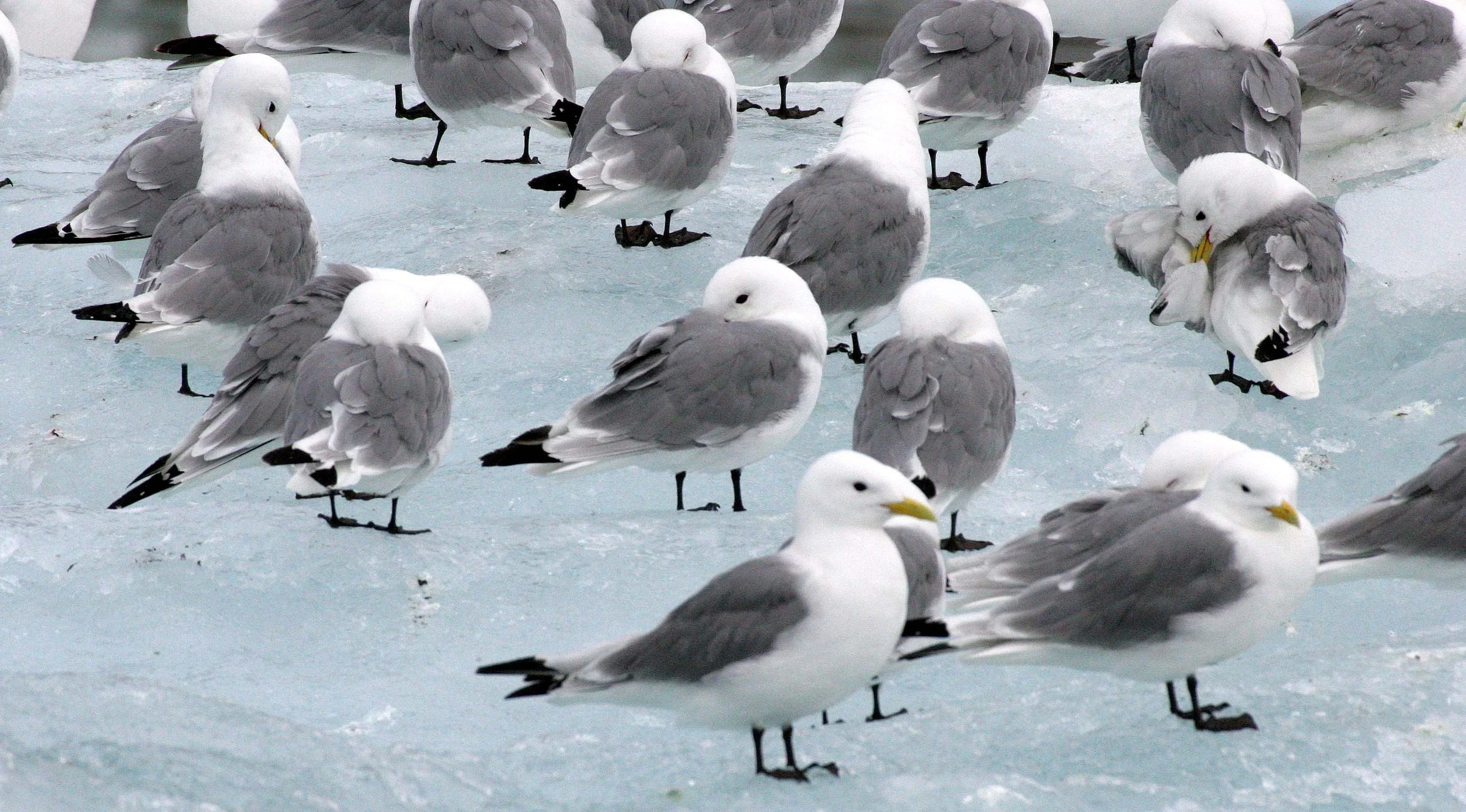 BIRD - KITTIWAKE - BLACK-LEGGED - SVALBARD (35).jpg