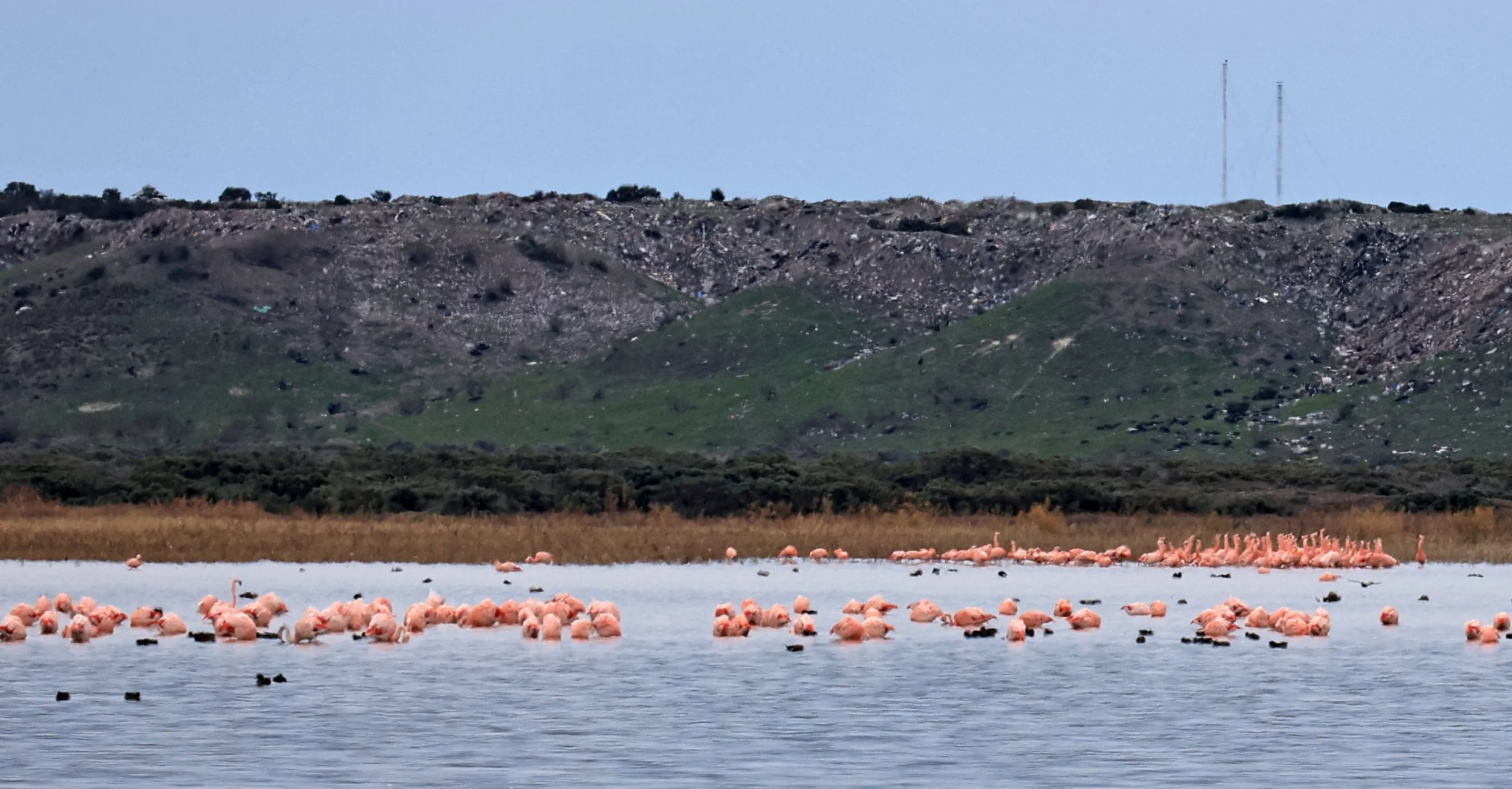 Chilean Flamingo (Phoenicopterus chilensis) Lagunas del Ornitólogo, Trelew Argentina (108).jpg