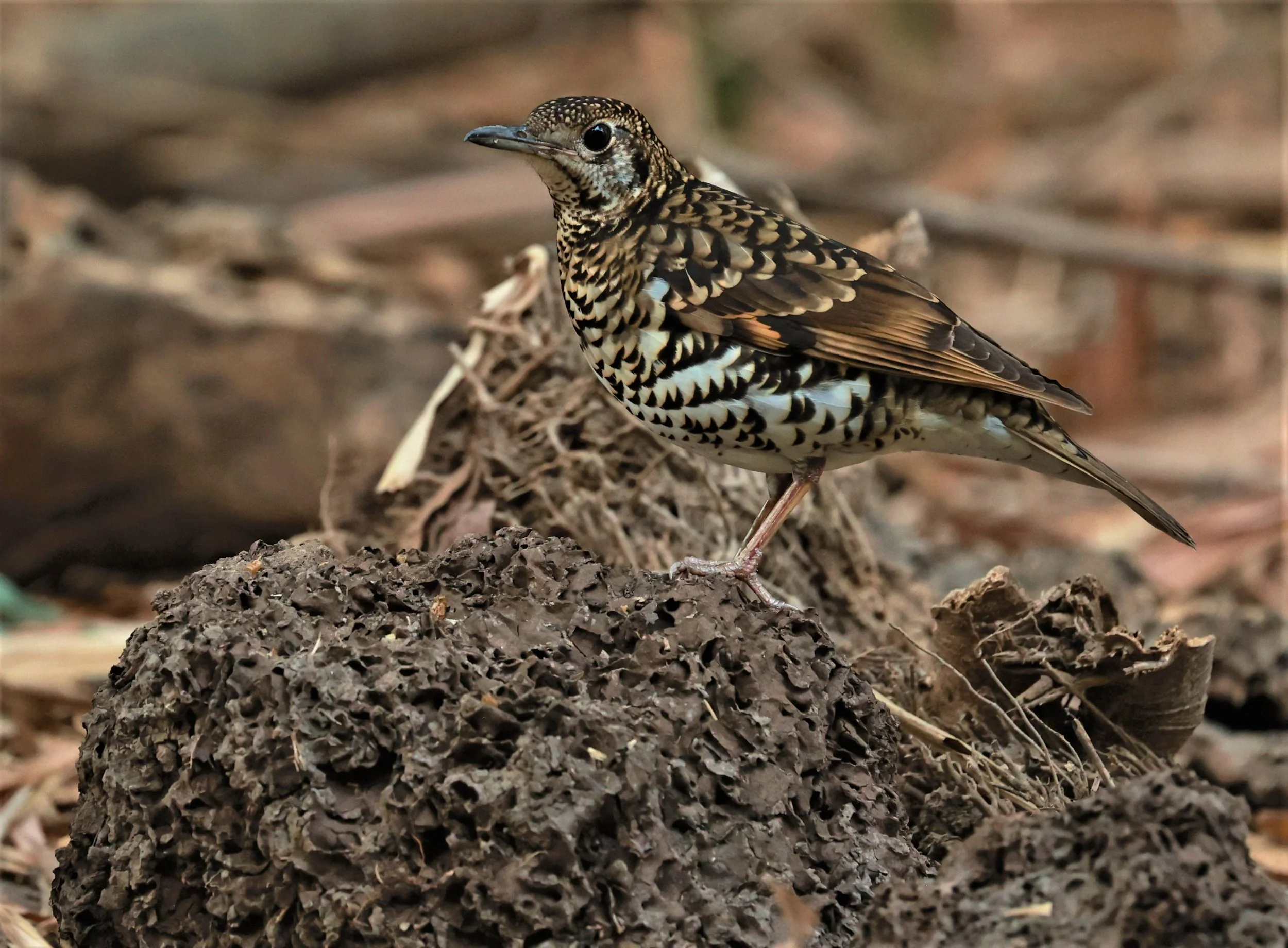 White's Thrush (Zoothera aurea) Putthamonthon Park Nakhon Pathom Thailand (118).jpg