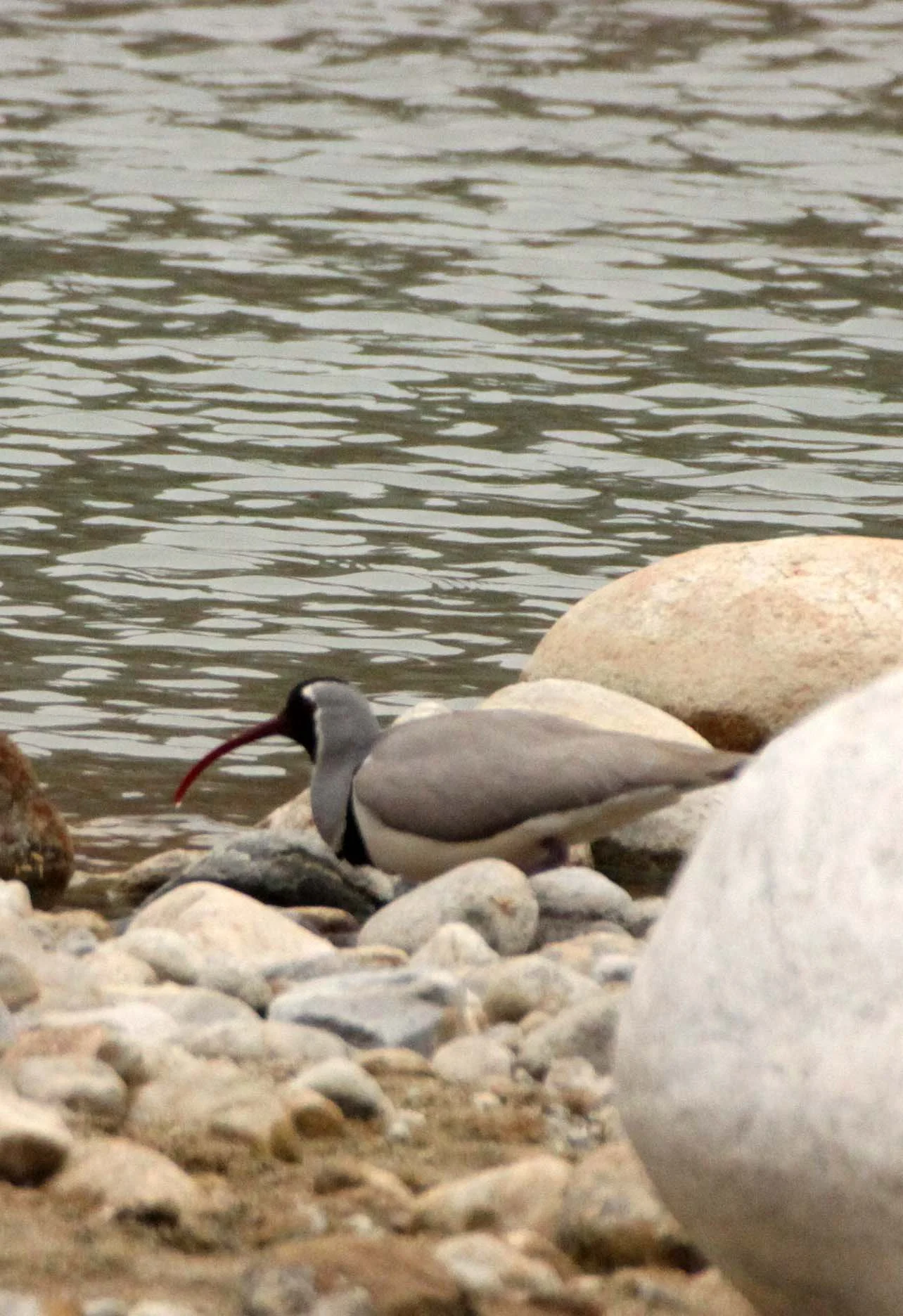 BIRD - IBISBILL - FOPING NATURE RESERVE SHAANXI PROVINCE CHINA (26).JPG