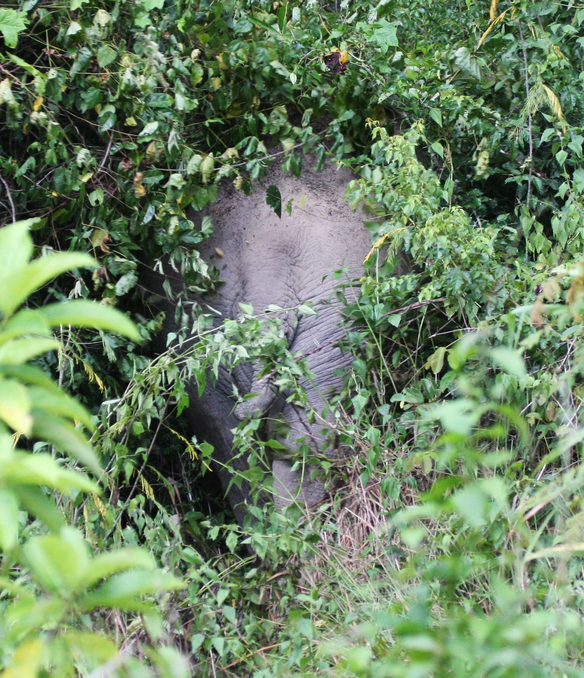 ELEPHANT - ASIAN ELEPHANT - KAENG KRACHAN NP THAILAND (14).JPG