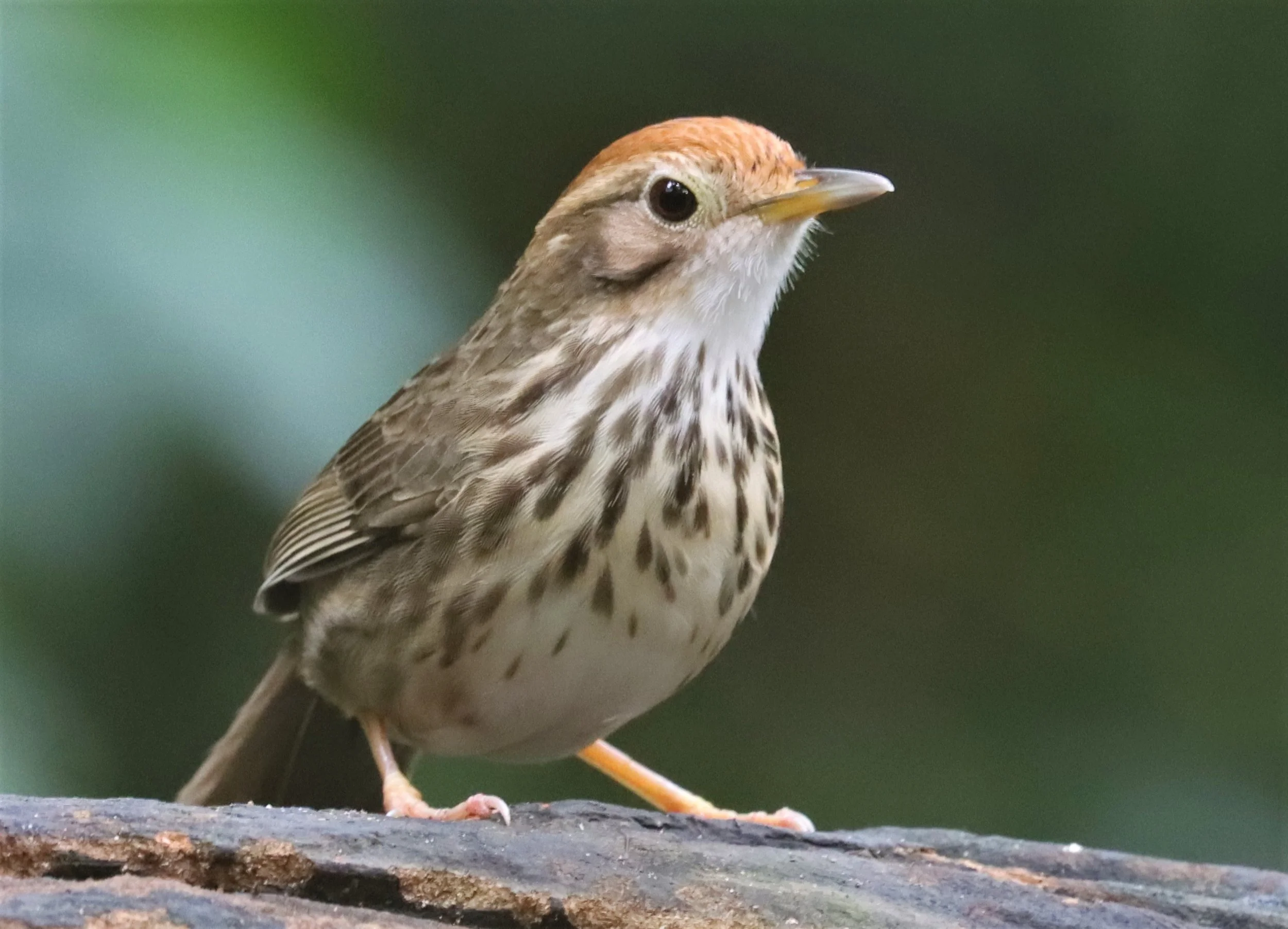 BABBLER - PUFF-THROATED BABBLER - Pellorneum ruficeps - WAT THAM PRATHUN CHONBURI (23).jpg