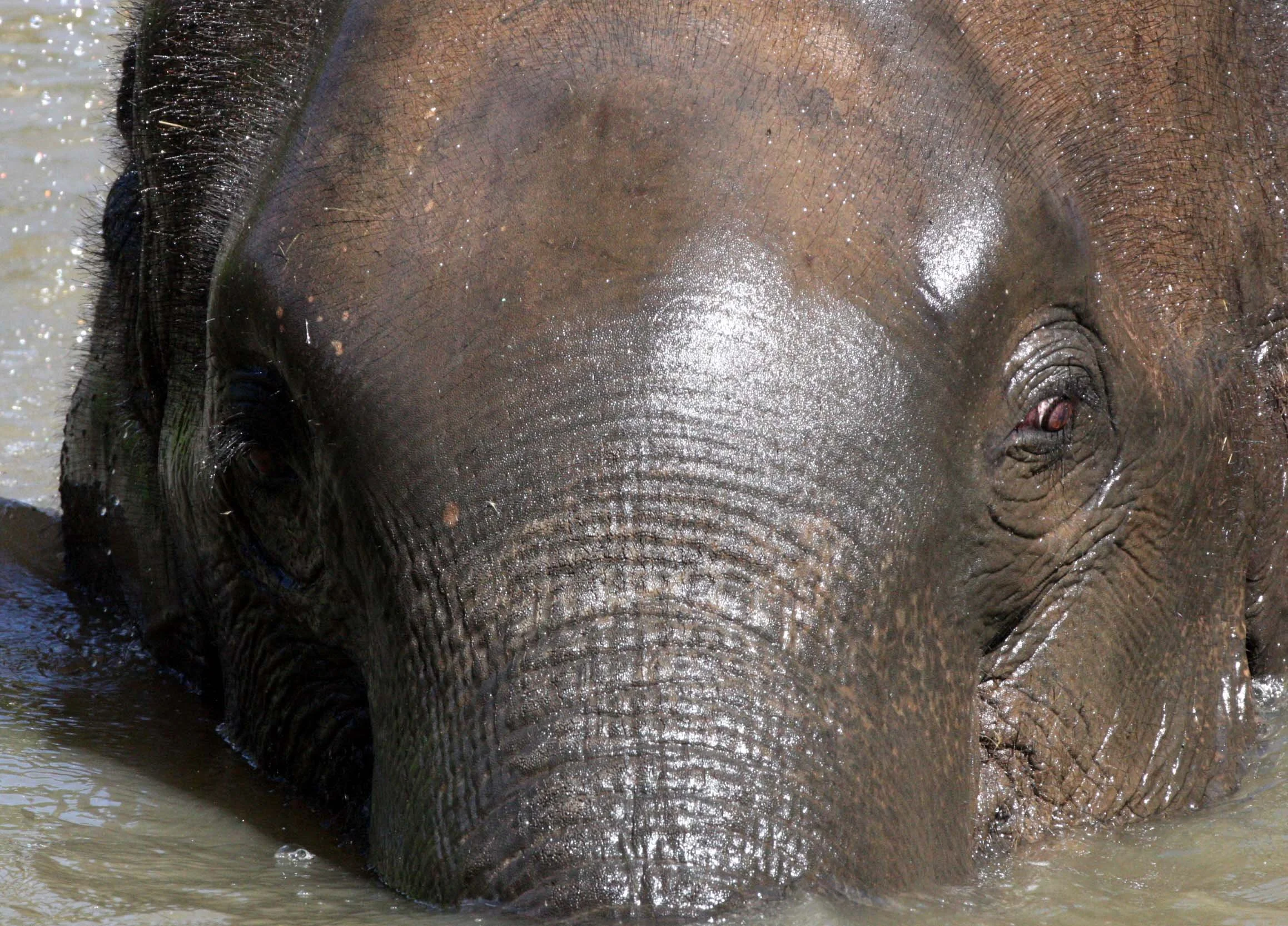 2008 Lampang City & Elephant Center (88).JPG