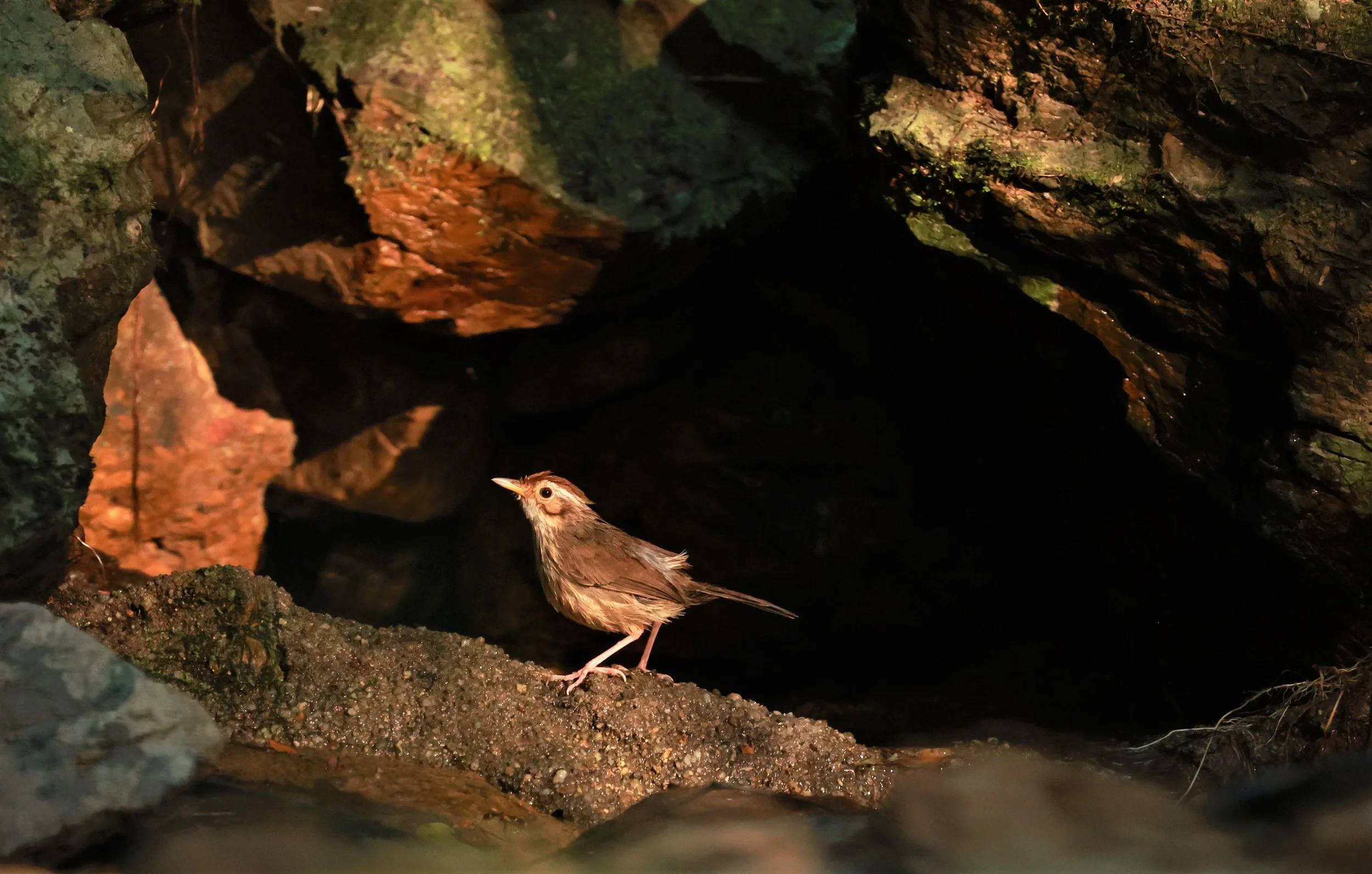 BABBLER - PUFF-THROATED BABBLER - Pellorneum ruficeps - KRUNG CHING, KHAO LUANG NATIONAL PARK, THAILAND APRIL 2023.jpg