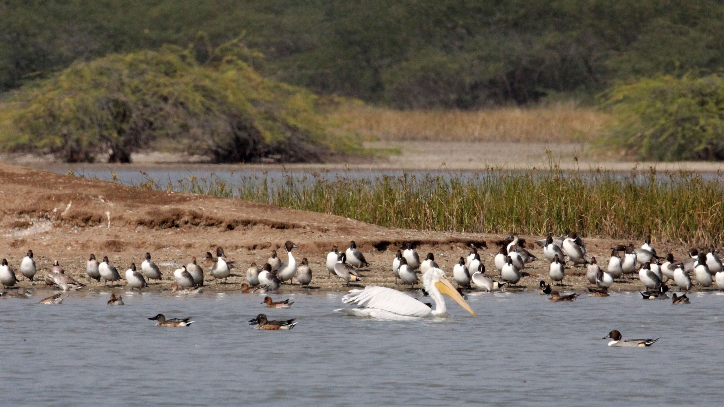 Pelecanus onocrotalus - GREAT WHITE PELICAN - BLACKBUCK NATIONAL PARK VELEVADAR INDIA (3).JPG