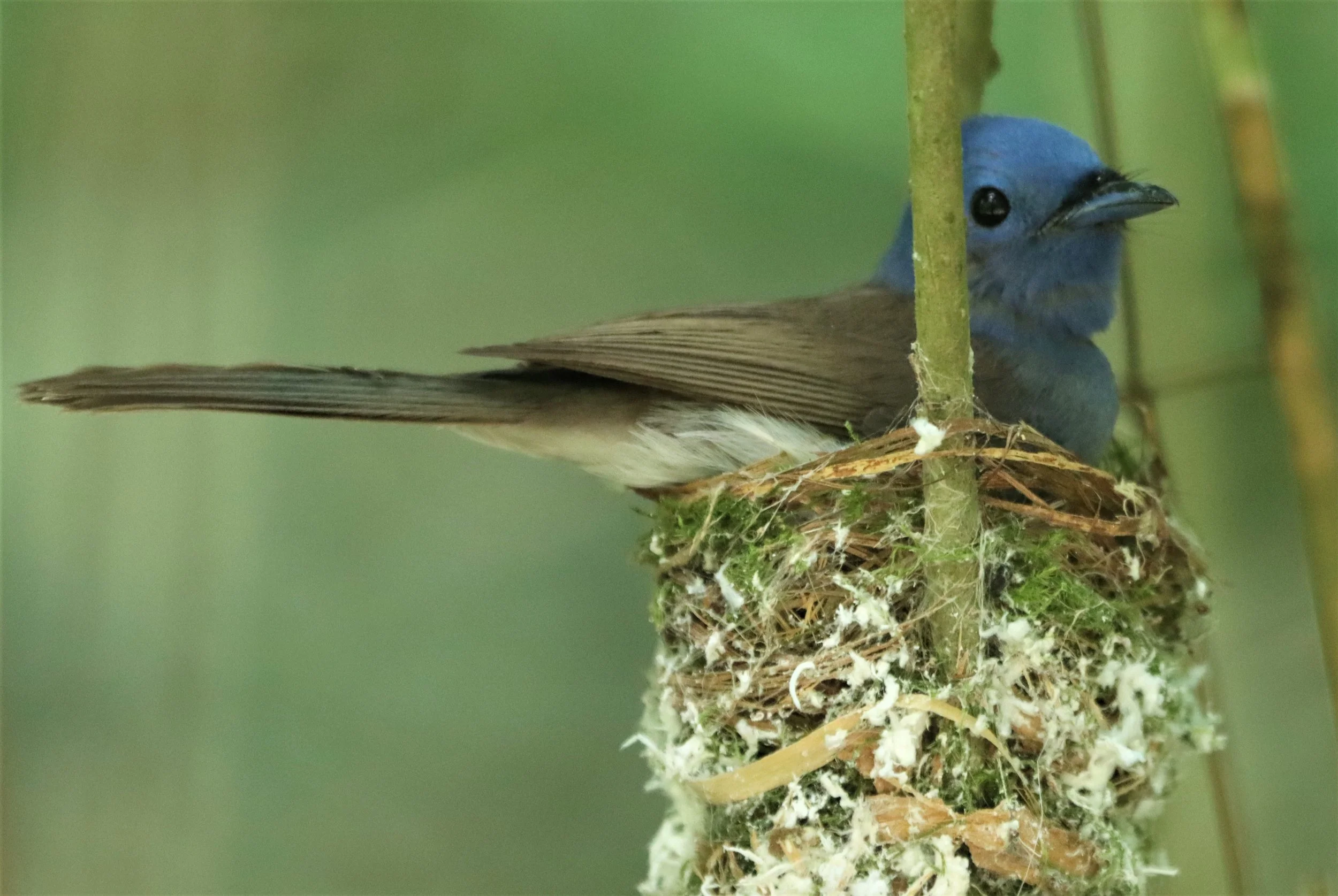 MONARCH - BLACK-NAPED MONARCH - Hypothymis azurea - KAENG KRACHAN JUNE 2021 (2).jpg
