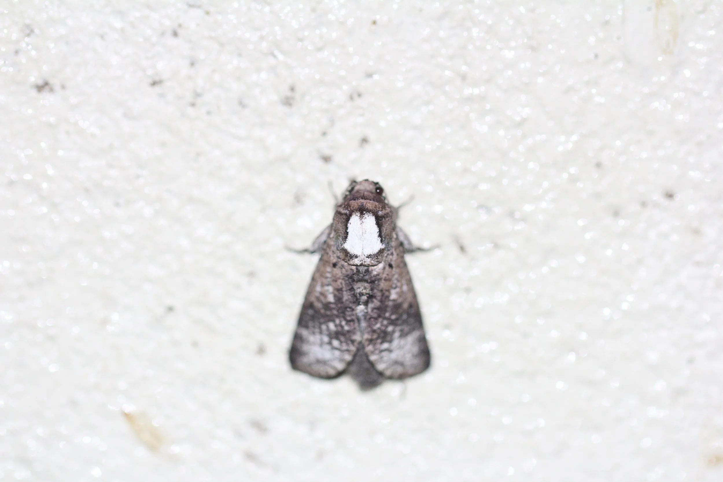 Noctuidae - Unidentified Species 3 - Koh Lanta Thailand