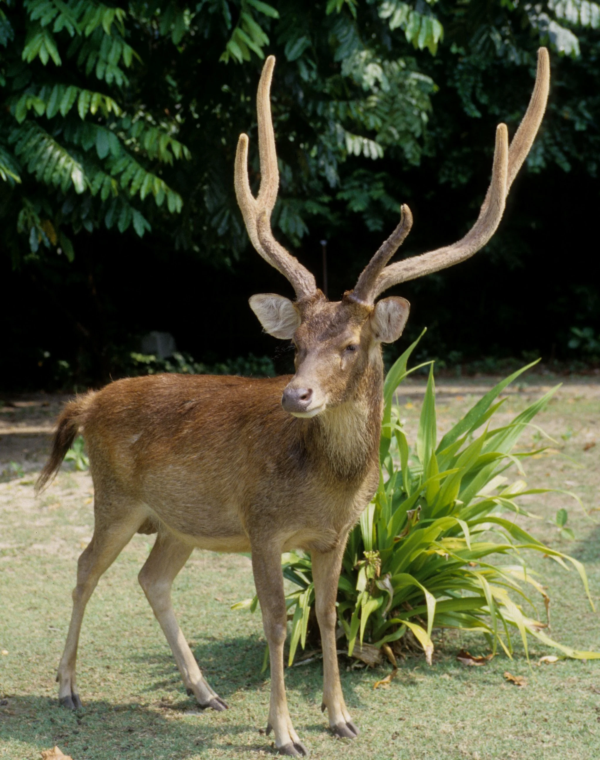 CERVID - DEER - TIMOR DEER - UJON KULONG JAVA (6).jpg
