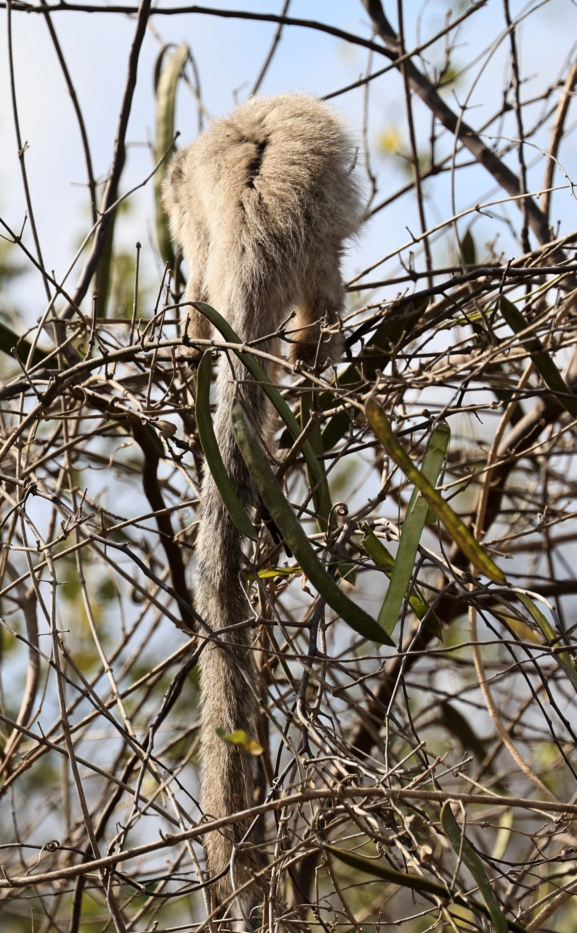 Chacoan Titi (Plecturocebus pallescens) Agua Dulce Paraguay (24).jpg