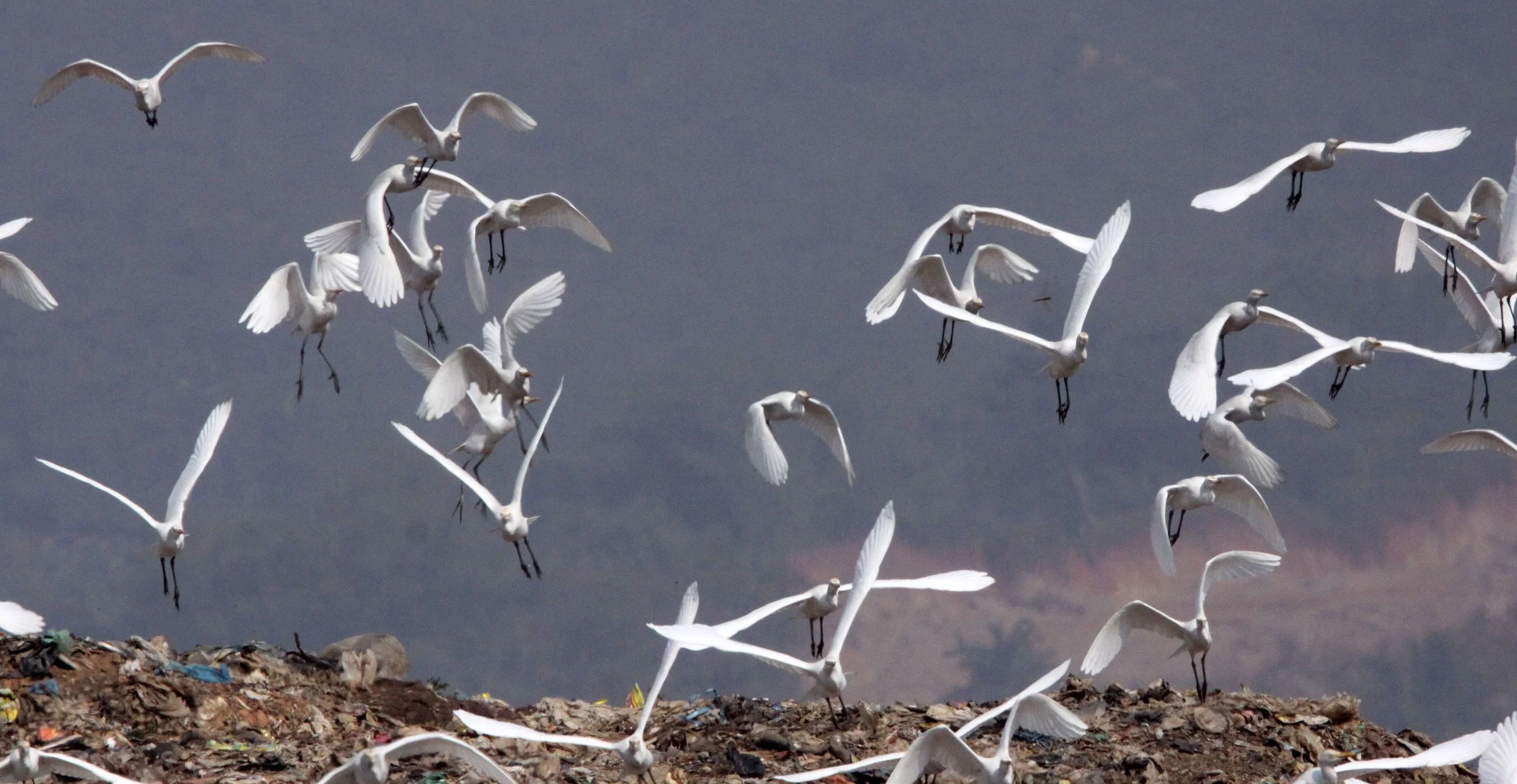 EGRET - CATTLE EGRET (EASTERN) - Bubulcus coromandus - GUWAHATI DUMP ASSAM INDIA (15).JPG