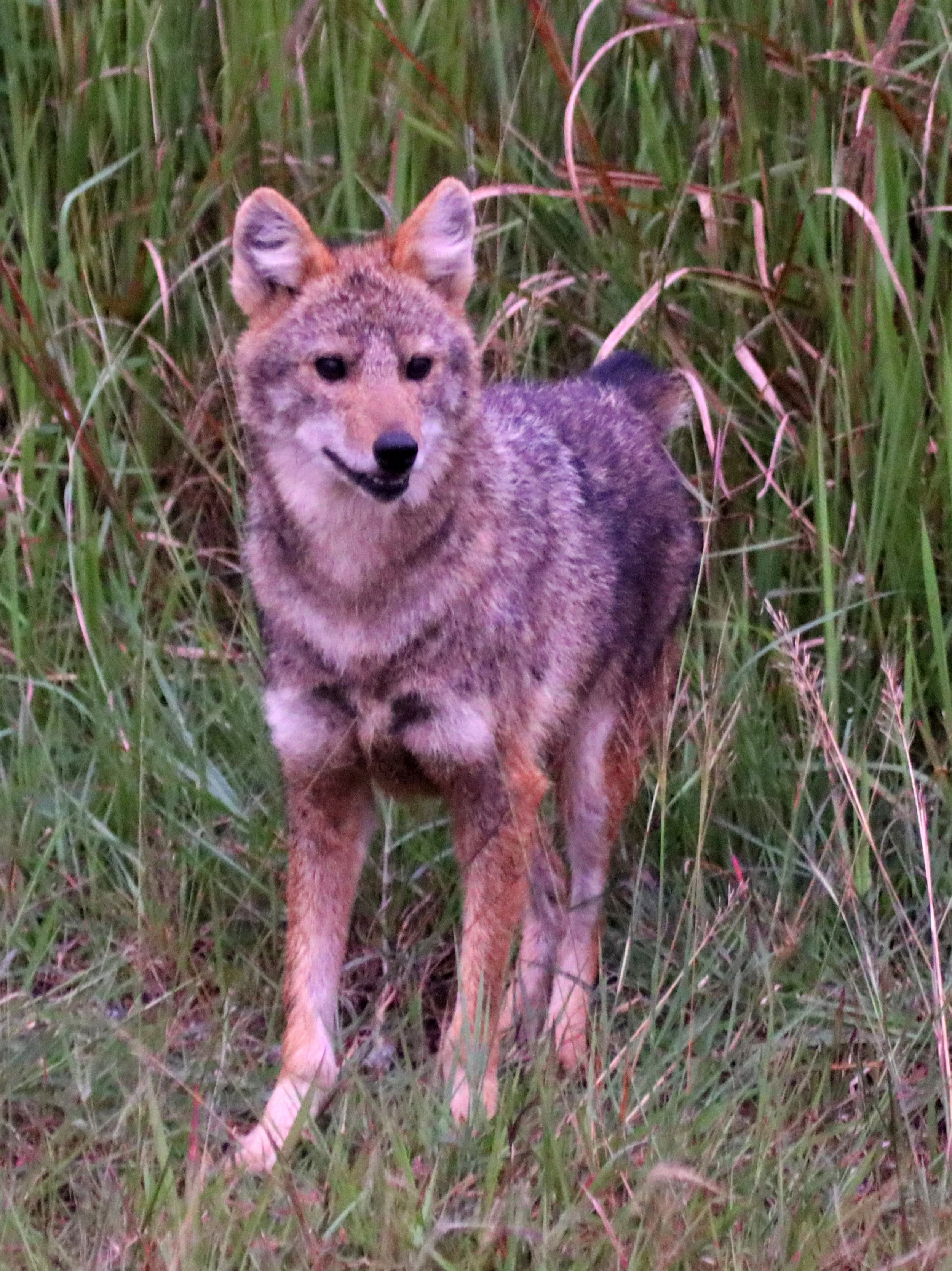 Golden jackals (Canis aureus) in Khao Yai are highly adaptable and can be found in various ecosystems, including mixed deciduous forests, dry evergreen forests, and even near human dwellings or agricultural areas.