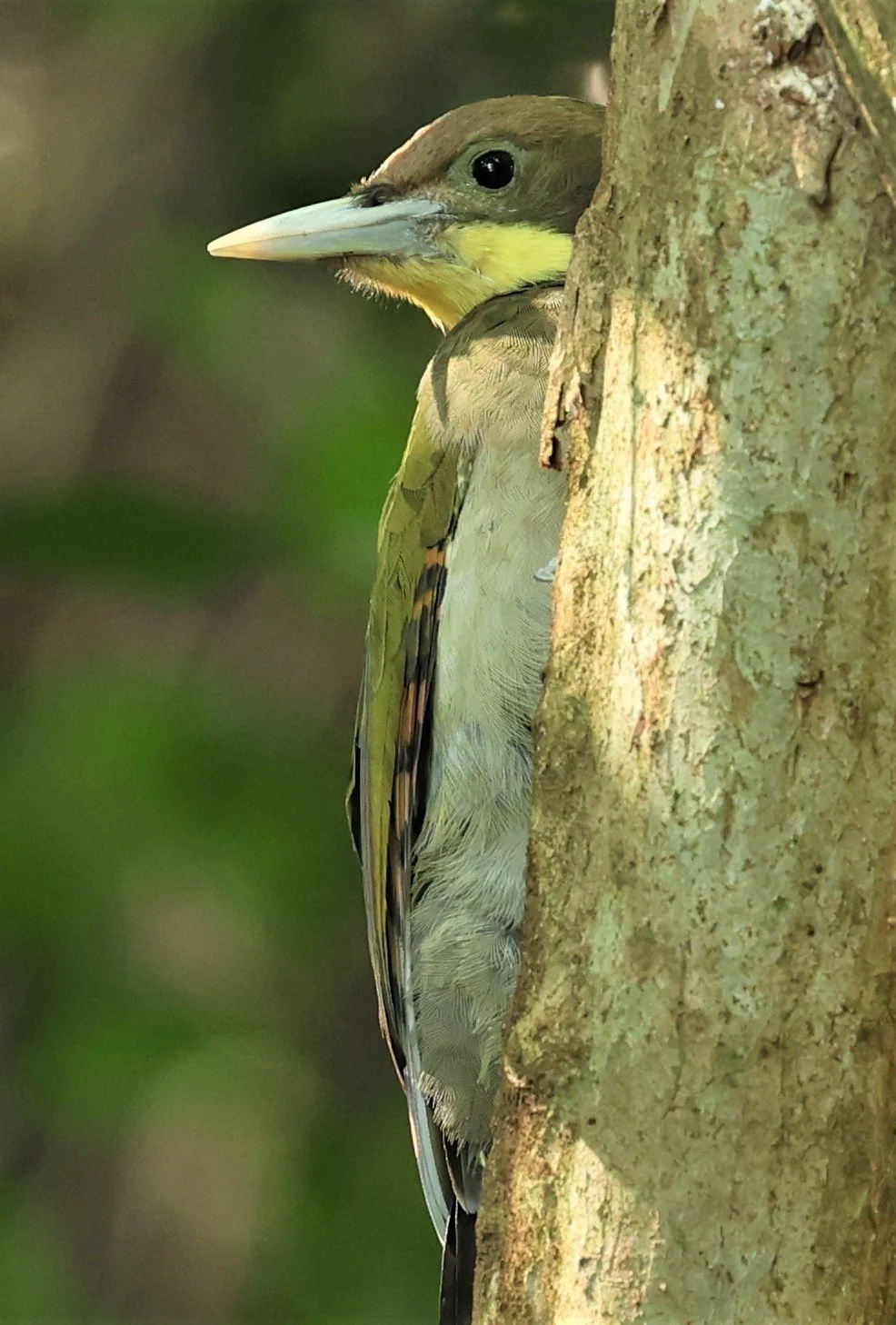 WOODPECKER - GREATER YELLOWNAPE - Chrysophlegma flavinucha - PETCHABURI PROVINCE - NUY HIDE NEAR KAENG KRACHAN JAN 2022 (46).jpg