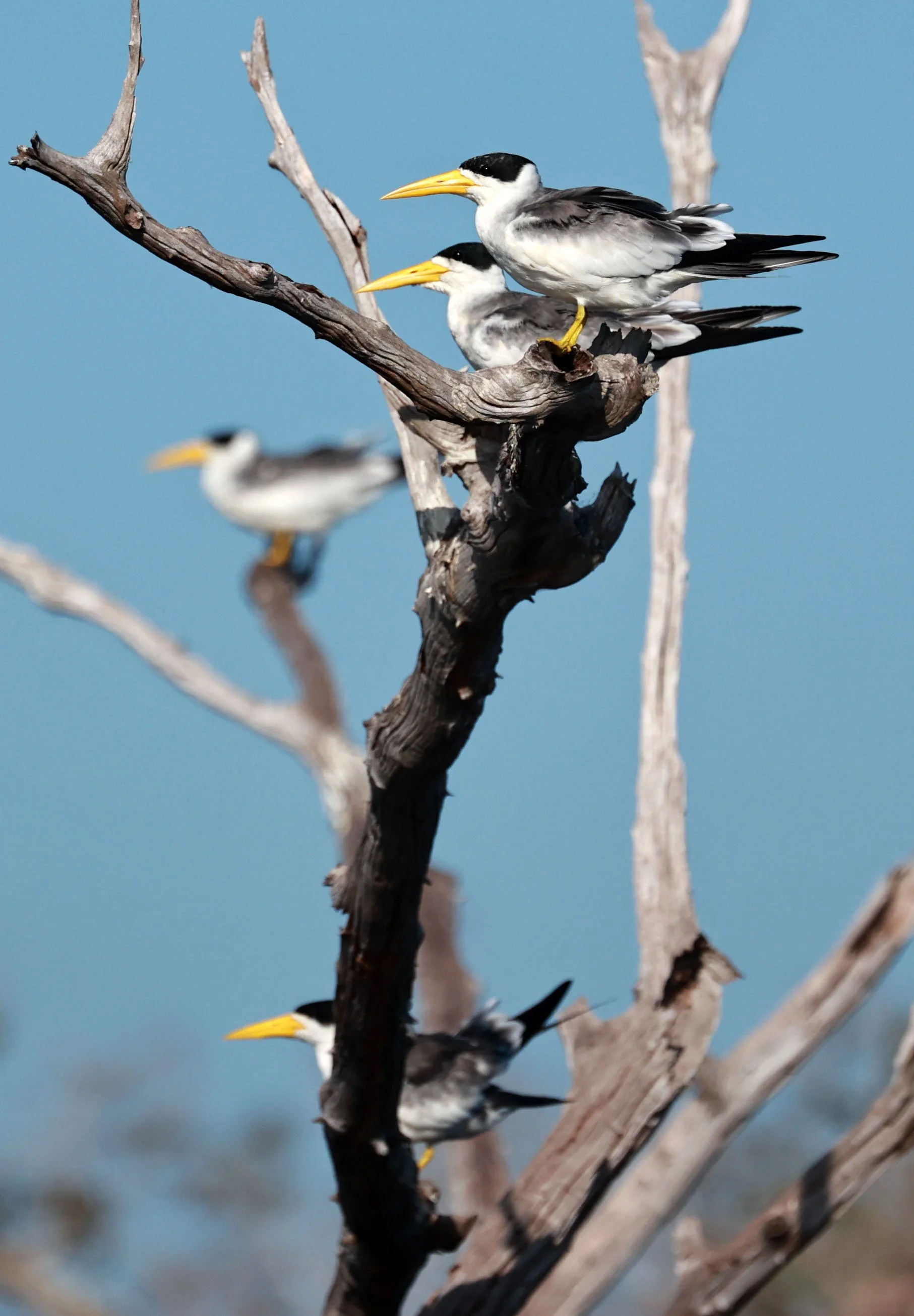 Tern - Large-billed Tern - Phaetusa simplex - Ariau River & Rio Negro Region Southwest of Manaus (8).jpg