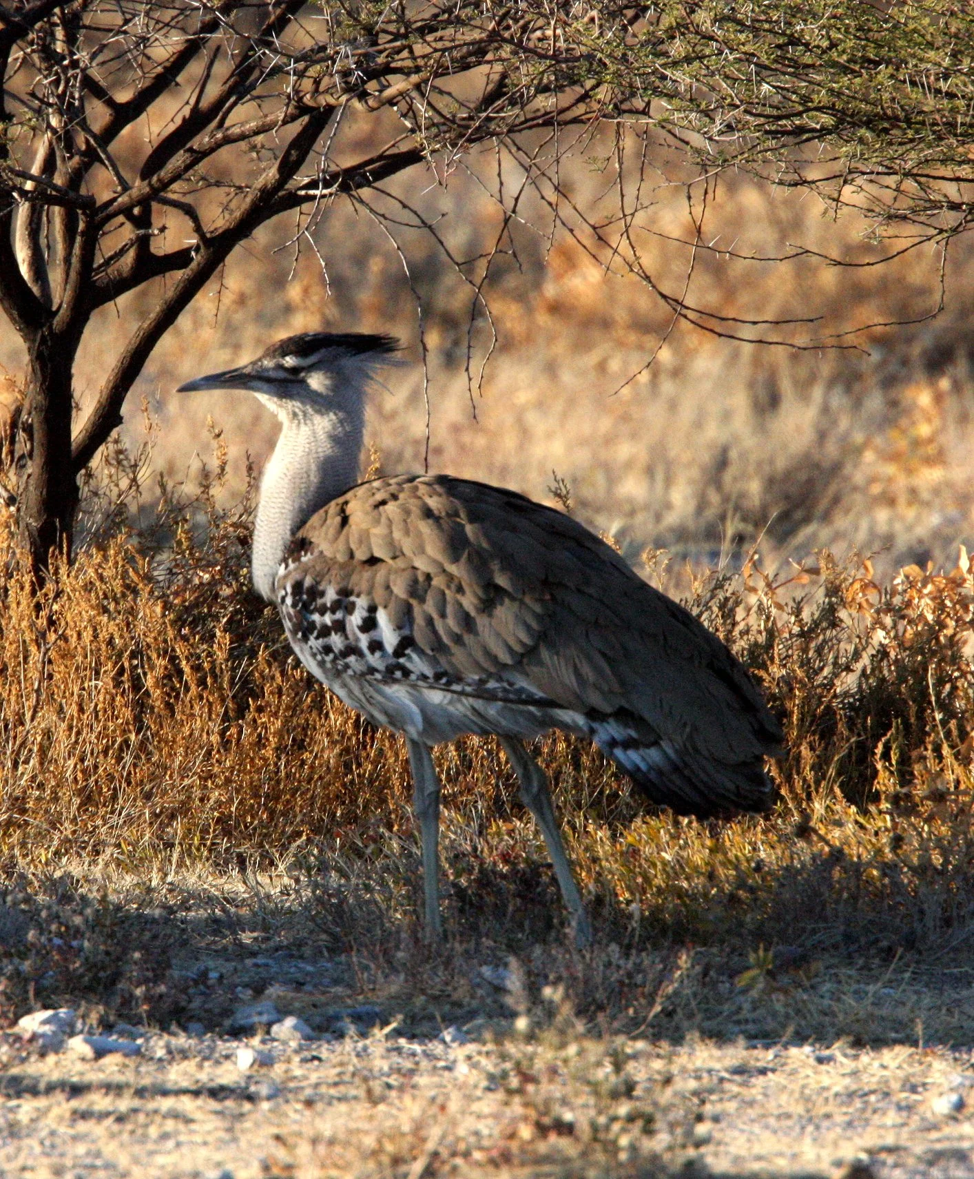 Kori bustard (Ardeotis kori) Etosha NP, Namibia (9).JPG