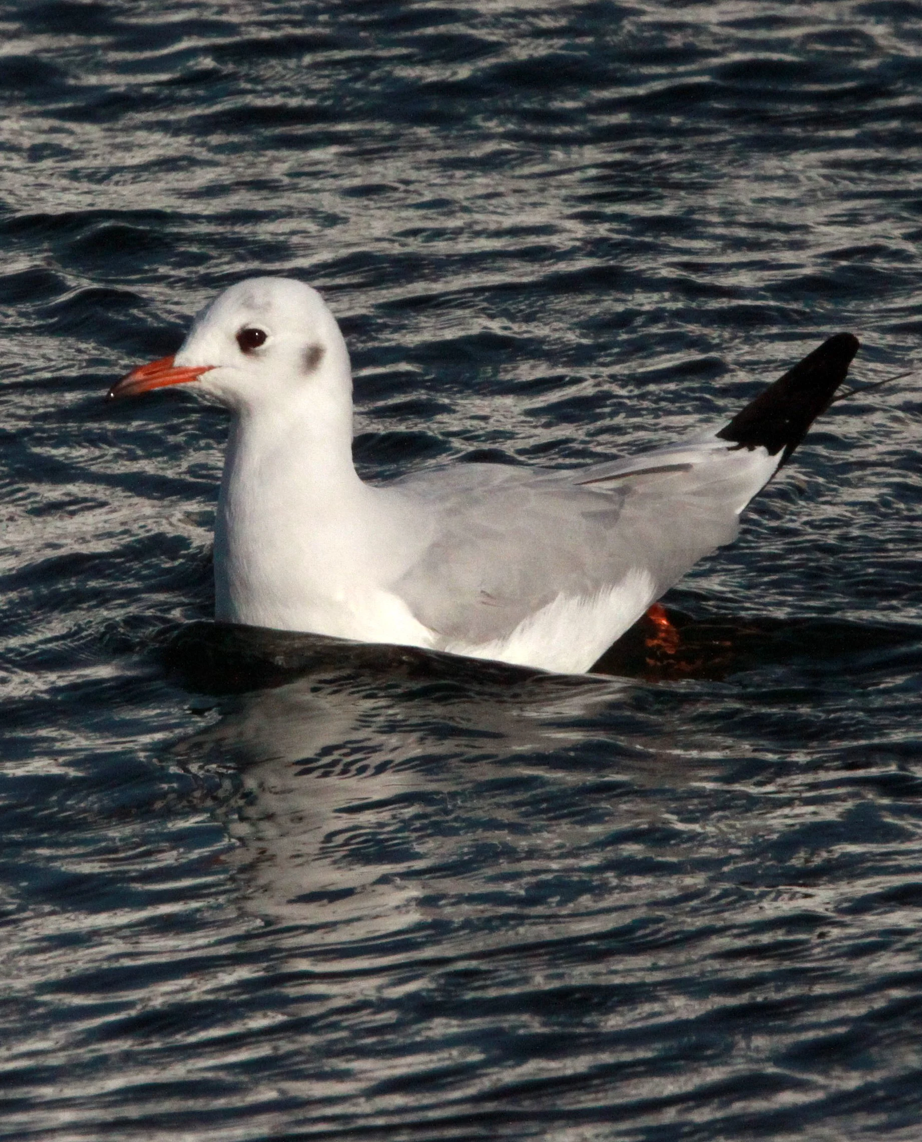 BIRD - GULL - BLACK-HEADED GULL - SHIZUOKA COASTLINE JAPAN (12).JPG