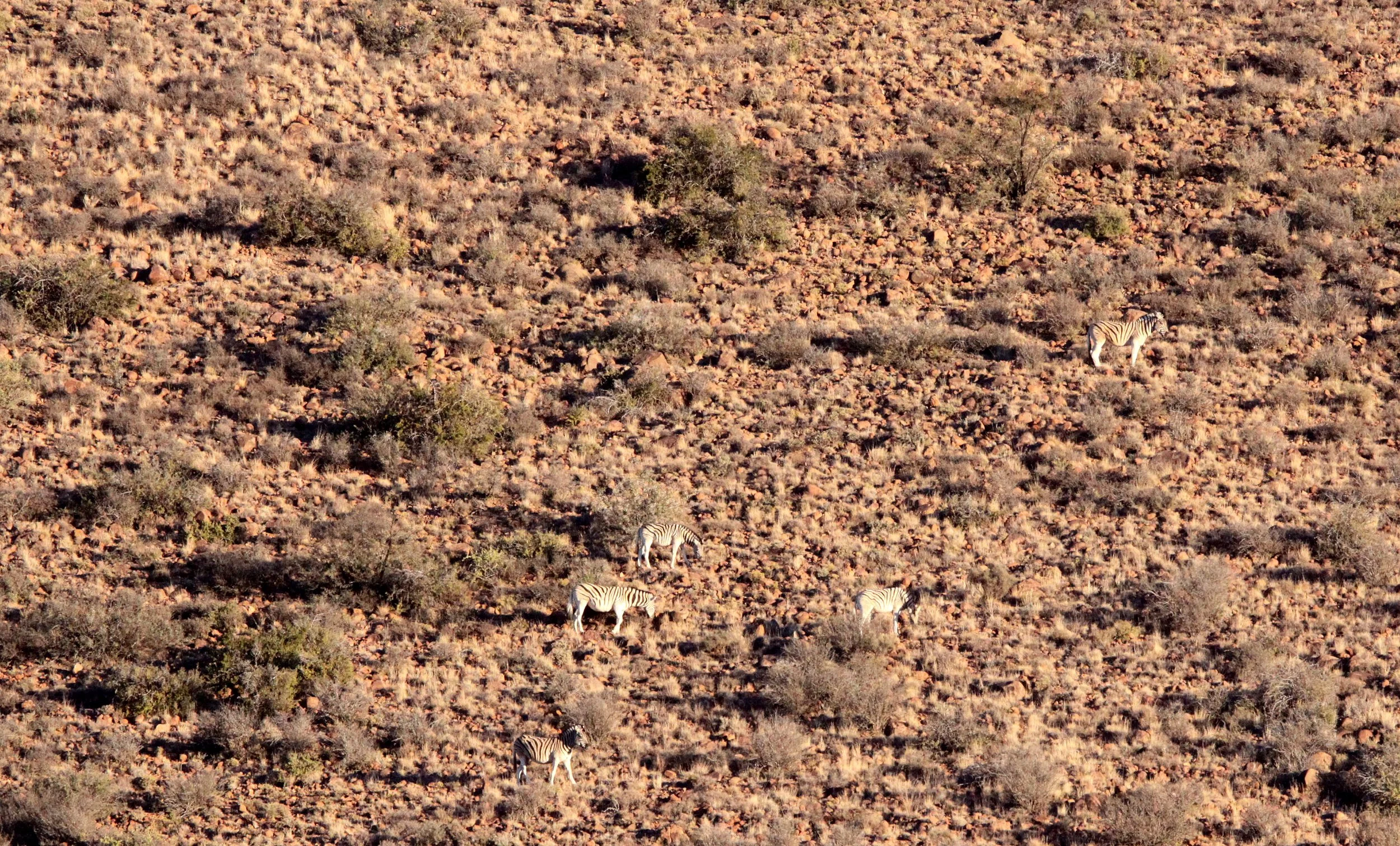 Equus quagga burchellii x quagga - QUAGGA PROJECT ZEBRA - KAROO NATIONAL PARK SOUTH AFRICA (14).JPG