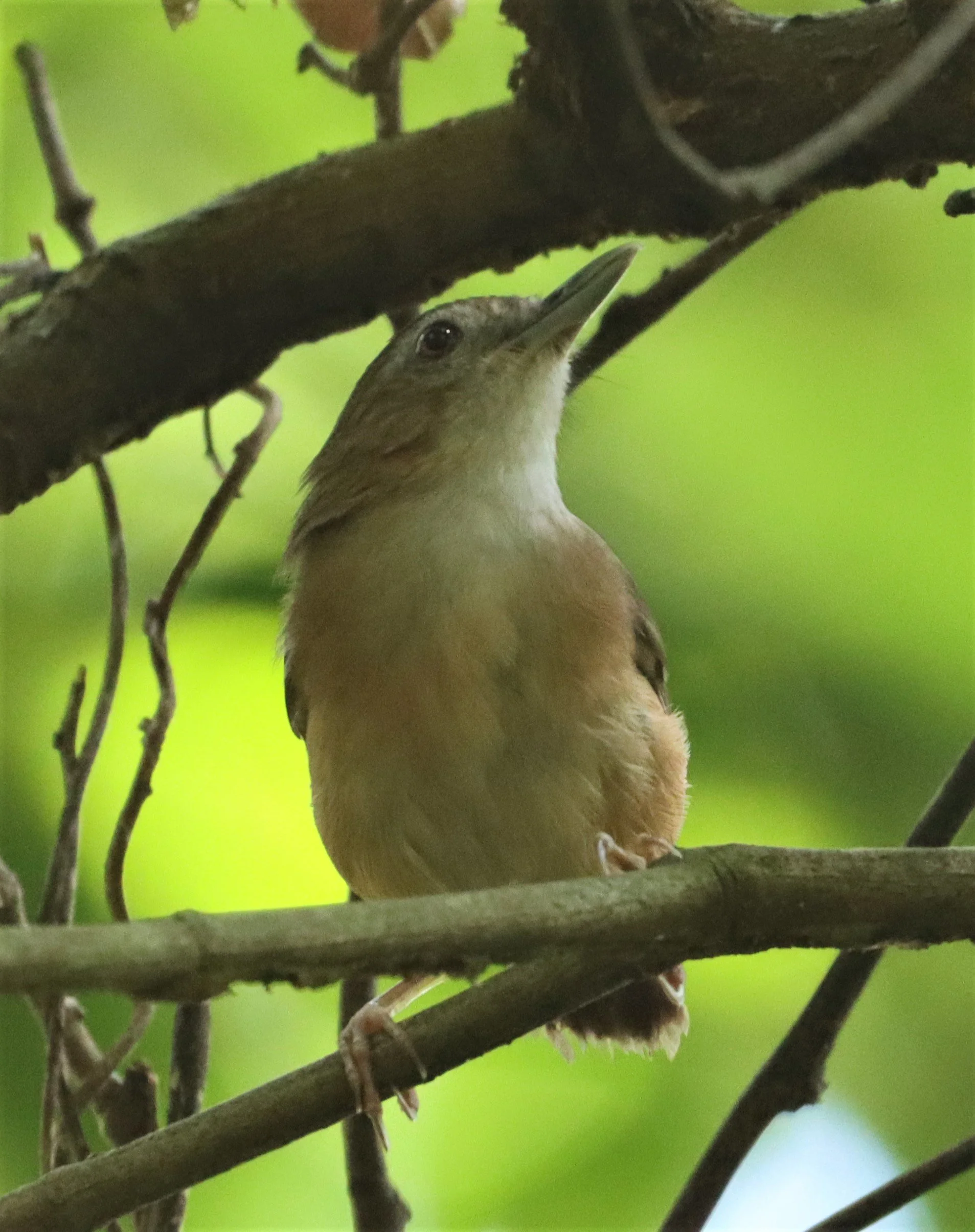 BABBLER - ABBOTT'S BABBLER - Malacocincla abbotti - KRUNG CHING AREA KHAO LUANG NAKHON SI THAMMARAT (11).jpg