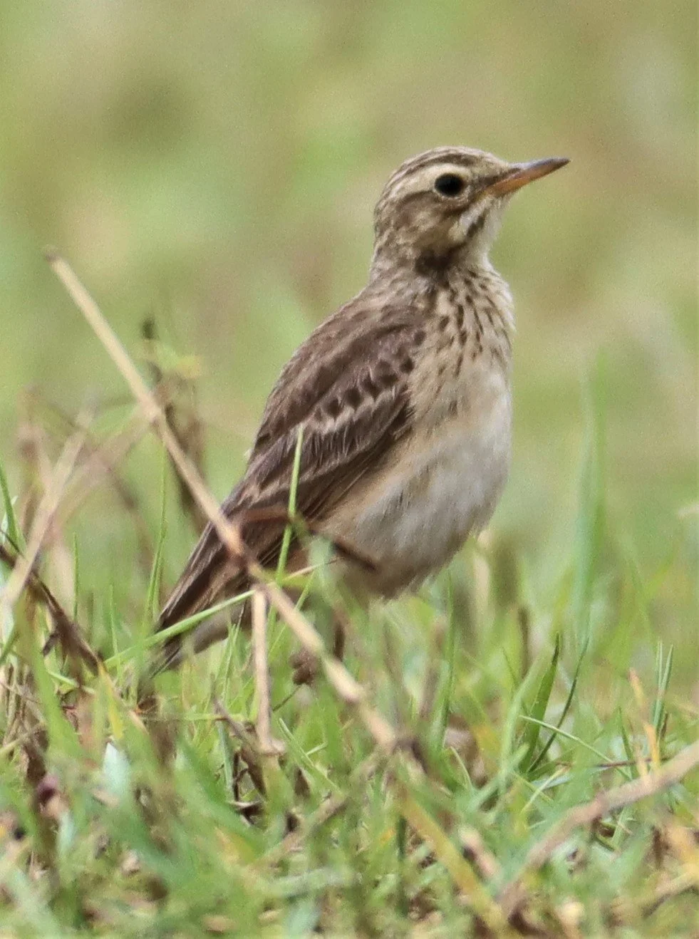 Paddyfield Pipit (Anthus rufulus) KHAO SAM ROI YOD NP (2).jpg